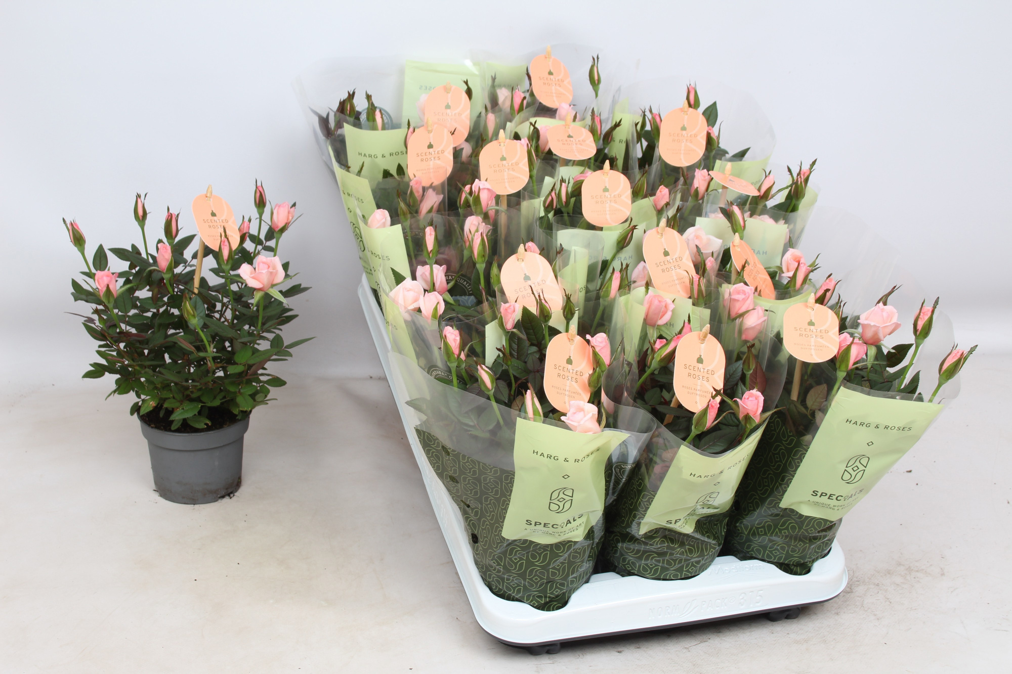 Rosaroma Light Pink, D 10,5 cm