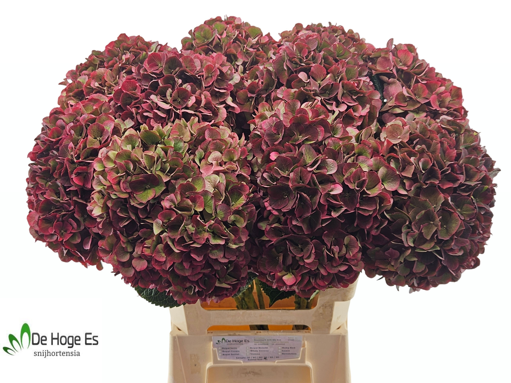 Гортензия Мэджикал Пинк Руби Классик 60, шт.