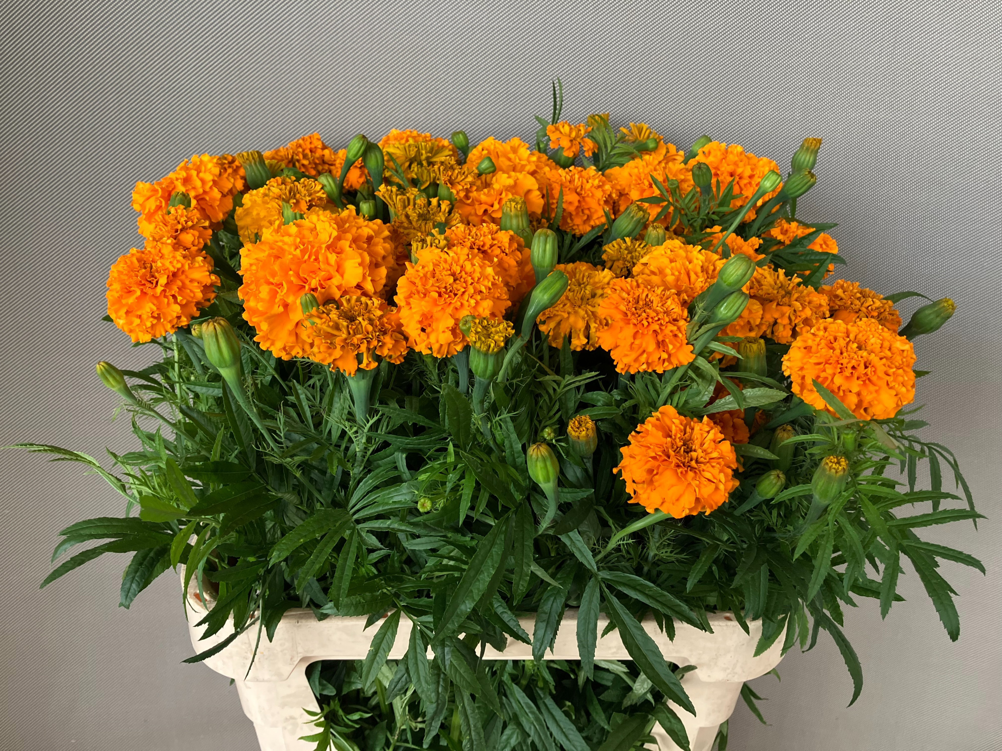 Тагетис Промис Оранж 80, шт.