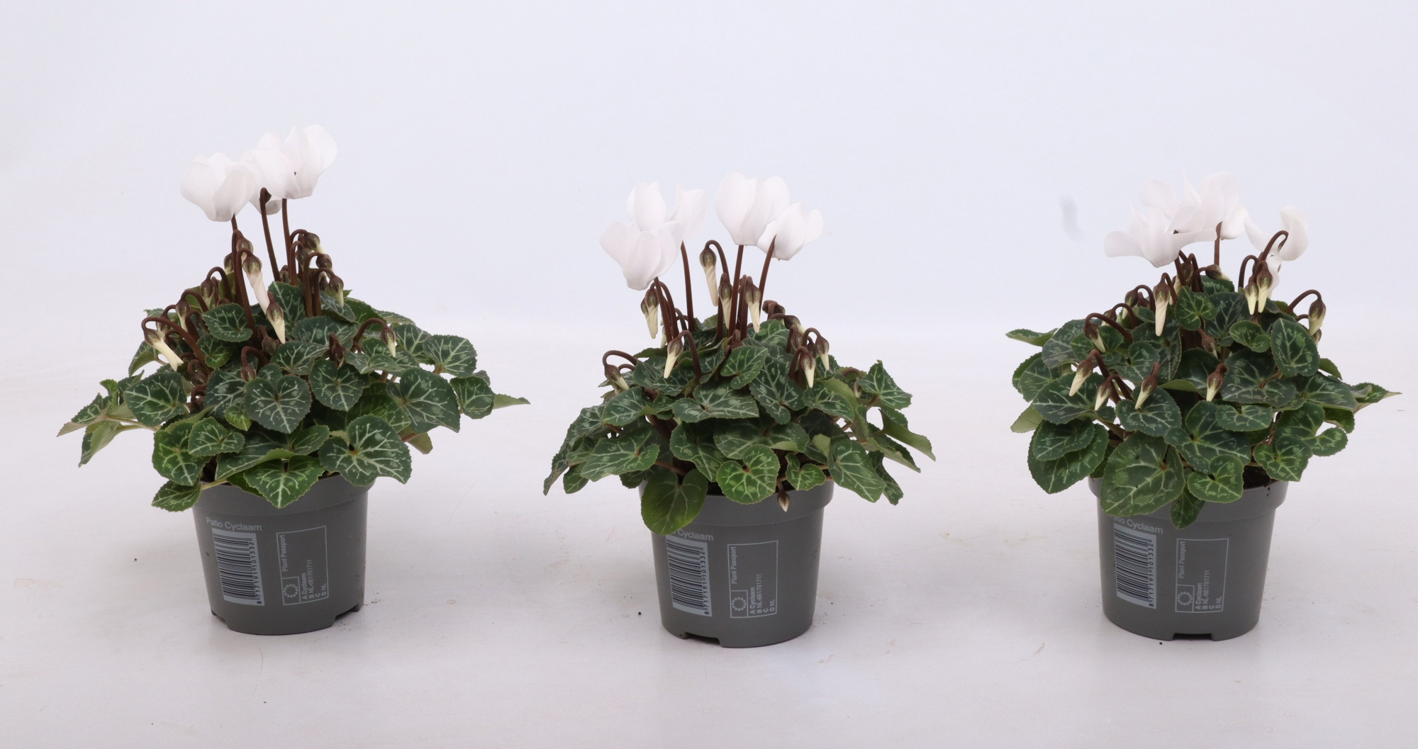 Cyclamen Metis White 9 cm, D 9