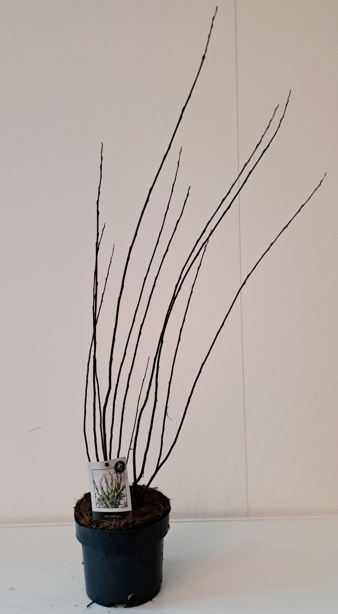 Salix Palmowa bush p17, D 17