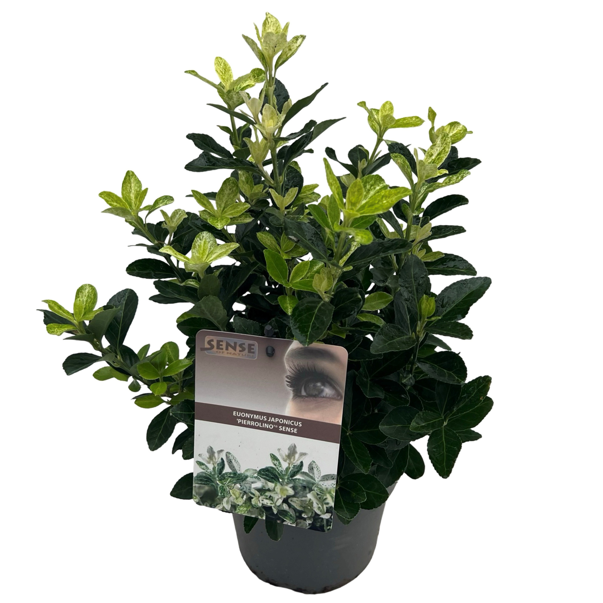 Euonymus jap. 'Pierrolino' sense, D 17 cm