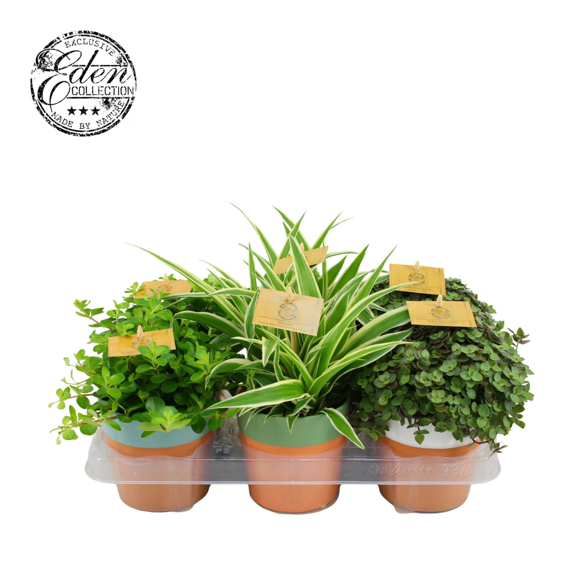 Gemengde tray 10,5cm in terrapot, D 10,5 cm