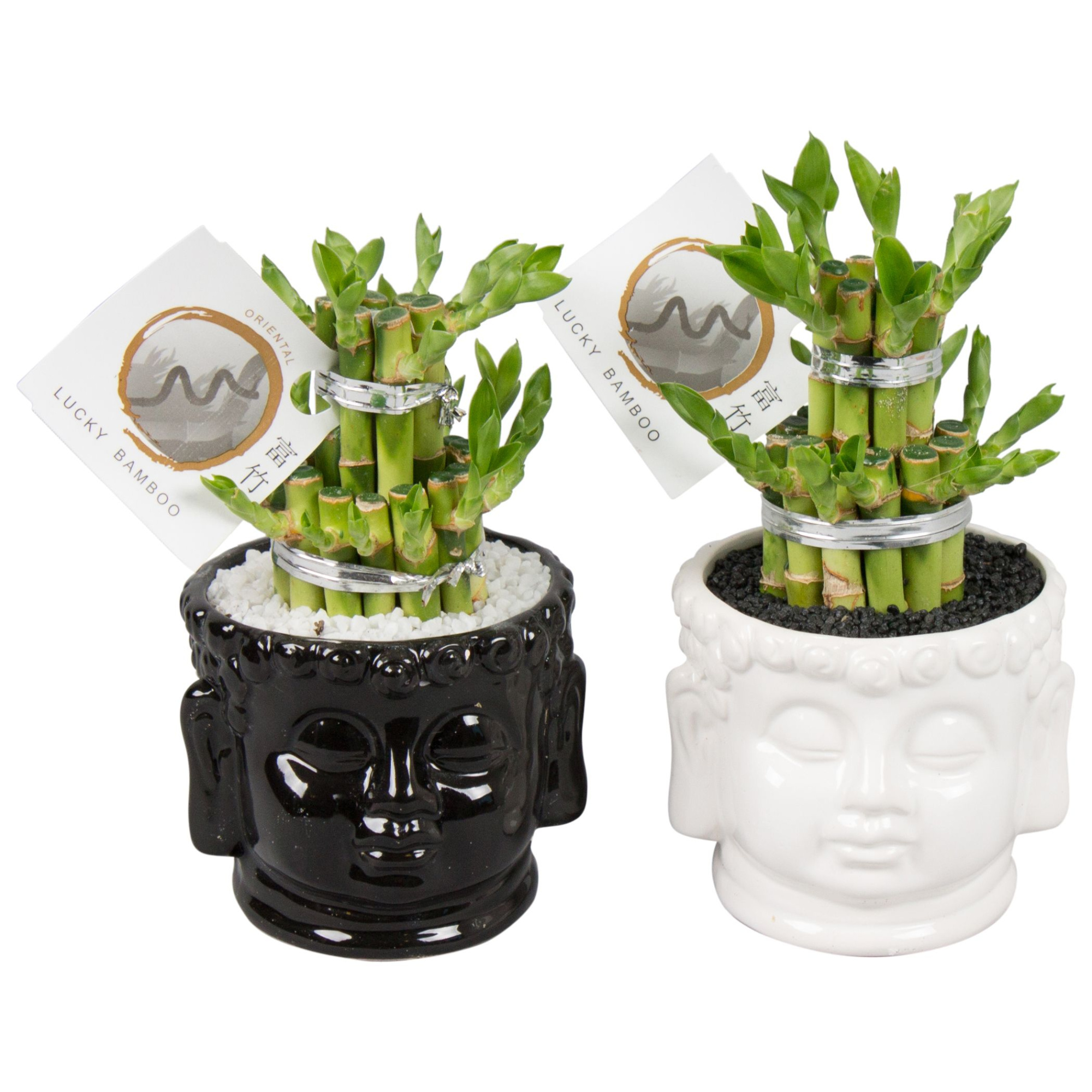 Lucky Bamboo Round 2Small in ø11cm Buddha head pot Black/White, D 11