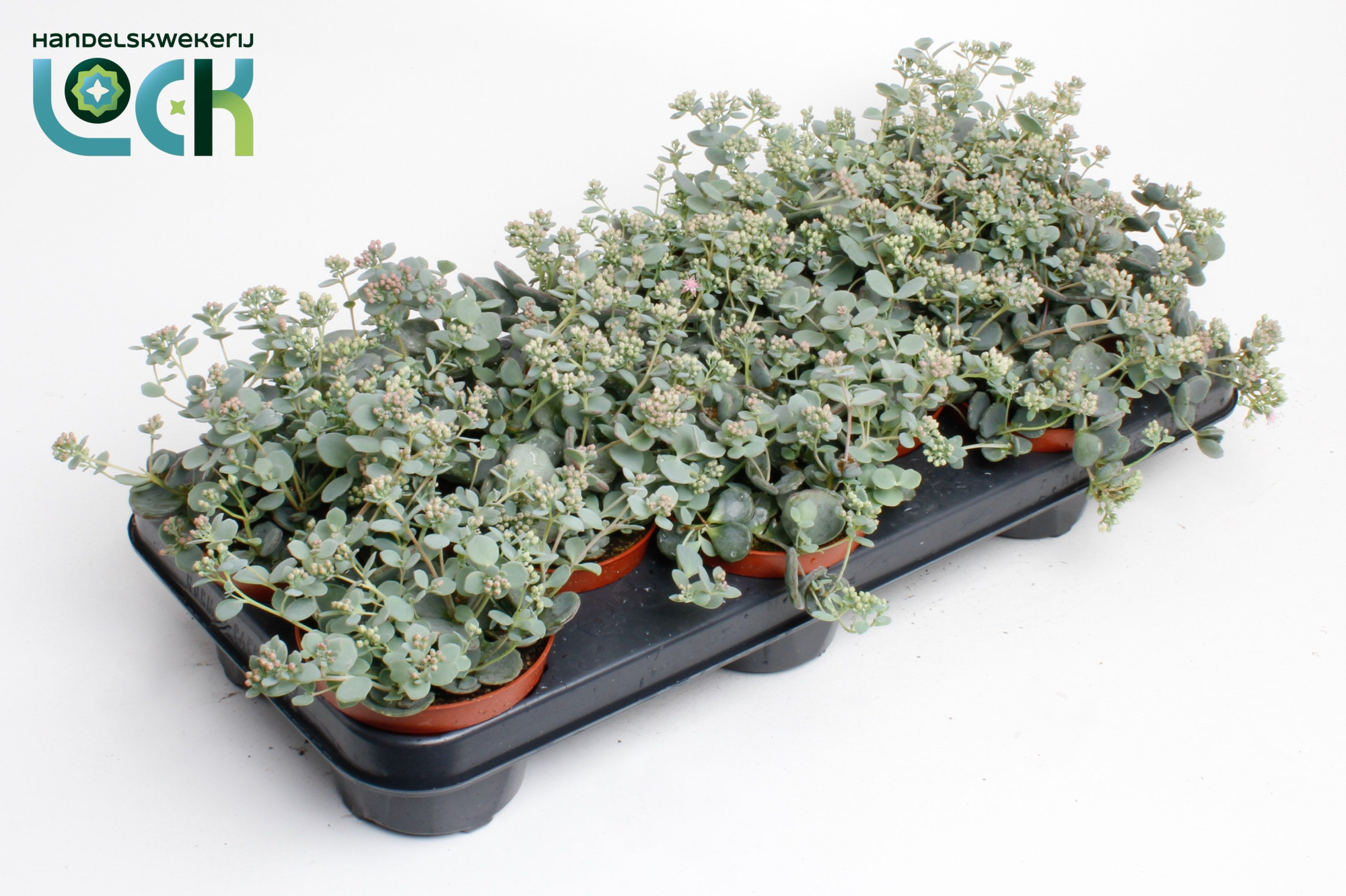 Sedum Sieboldii, D 10,5