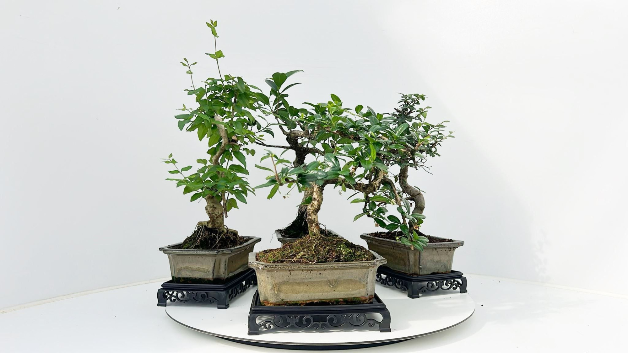 Bonsai mix, indoor, 20 cm., shape, with table, D 20