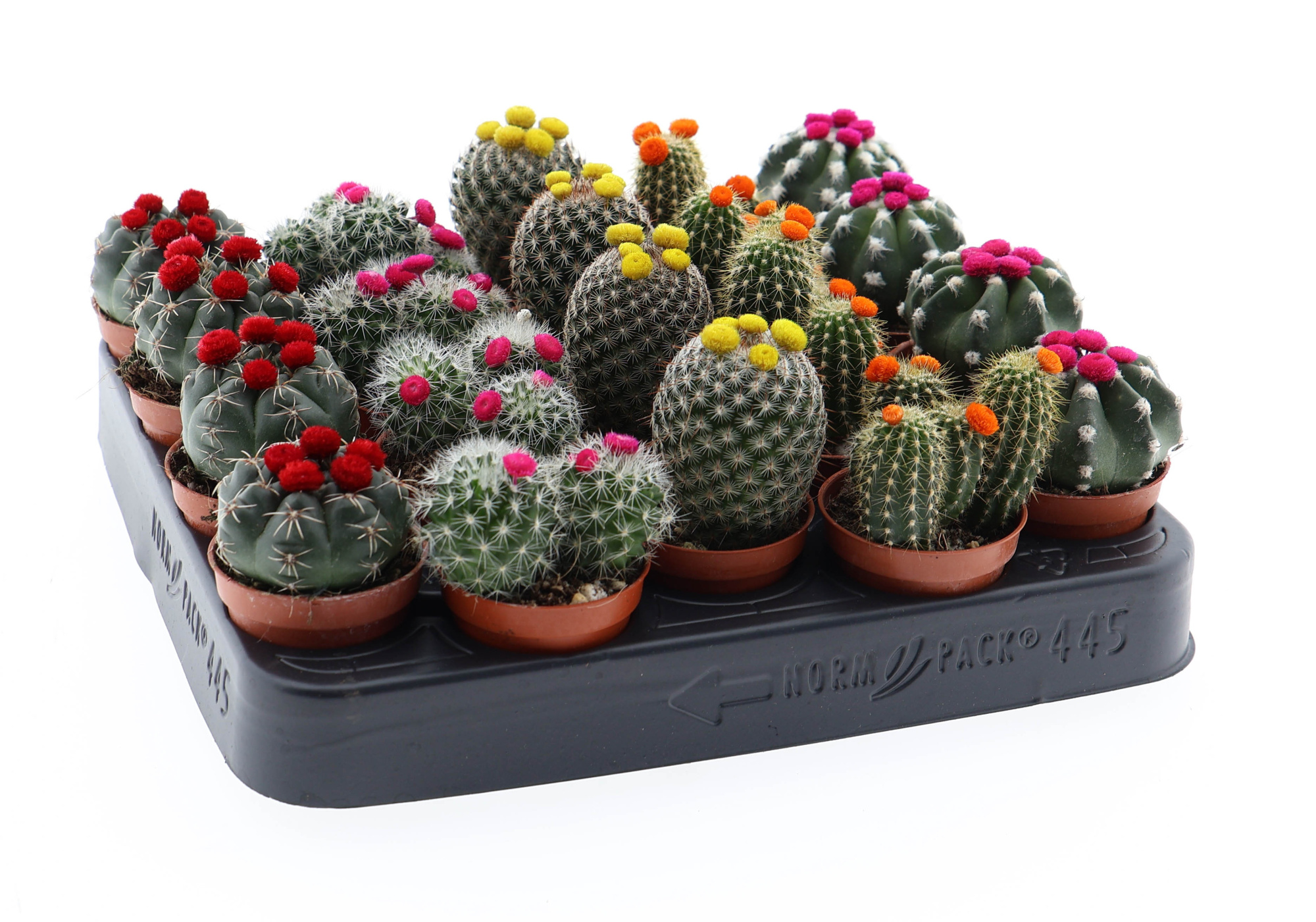 Cactus mix prick flower, D 5,5 cm