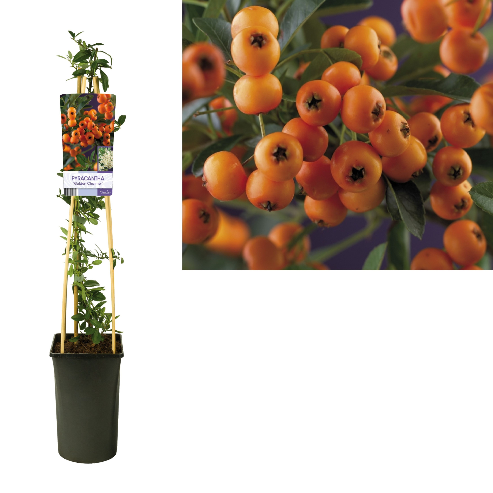 Pyracantha 'Golden Charmer' +light label, D 17
