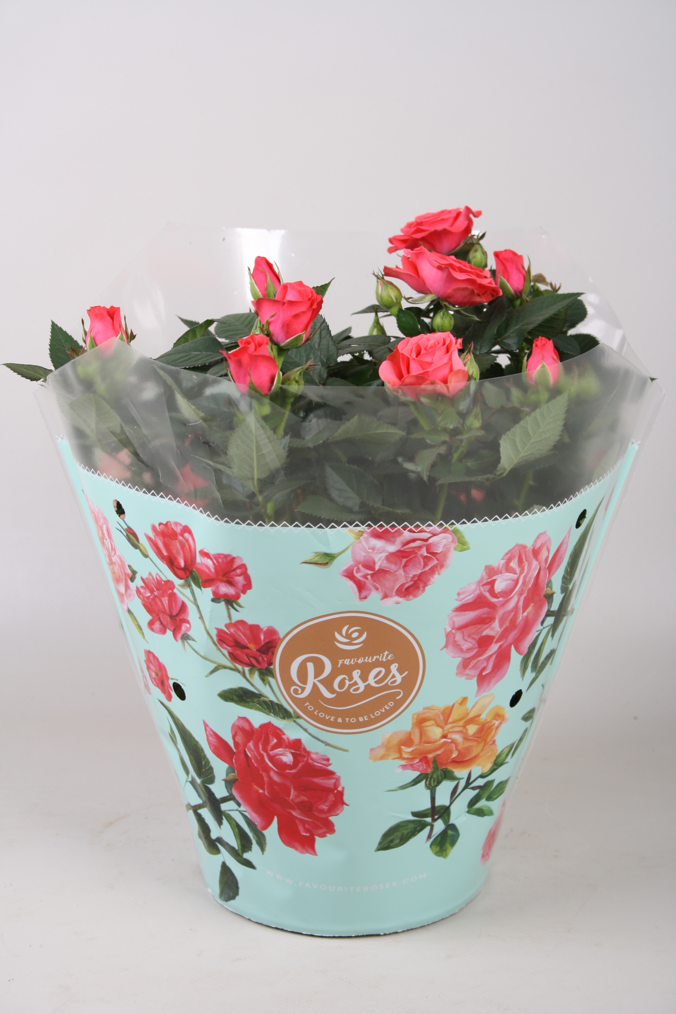 Rosa Favourite Roses pink schaal +seizoenshoes, D 20 cm