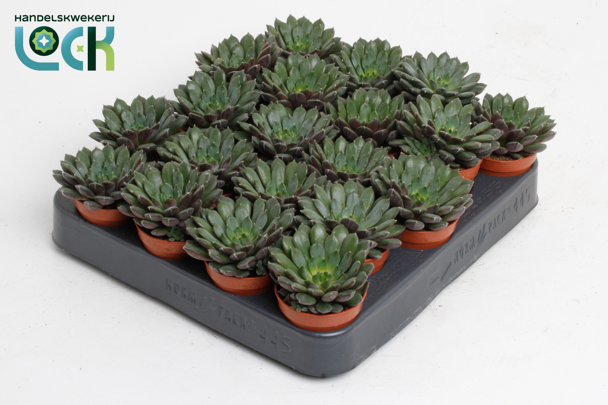 Echeveria Rondo, D 5,5