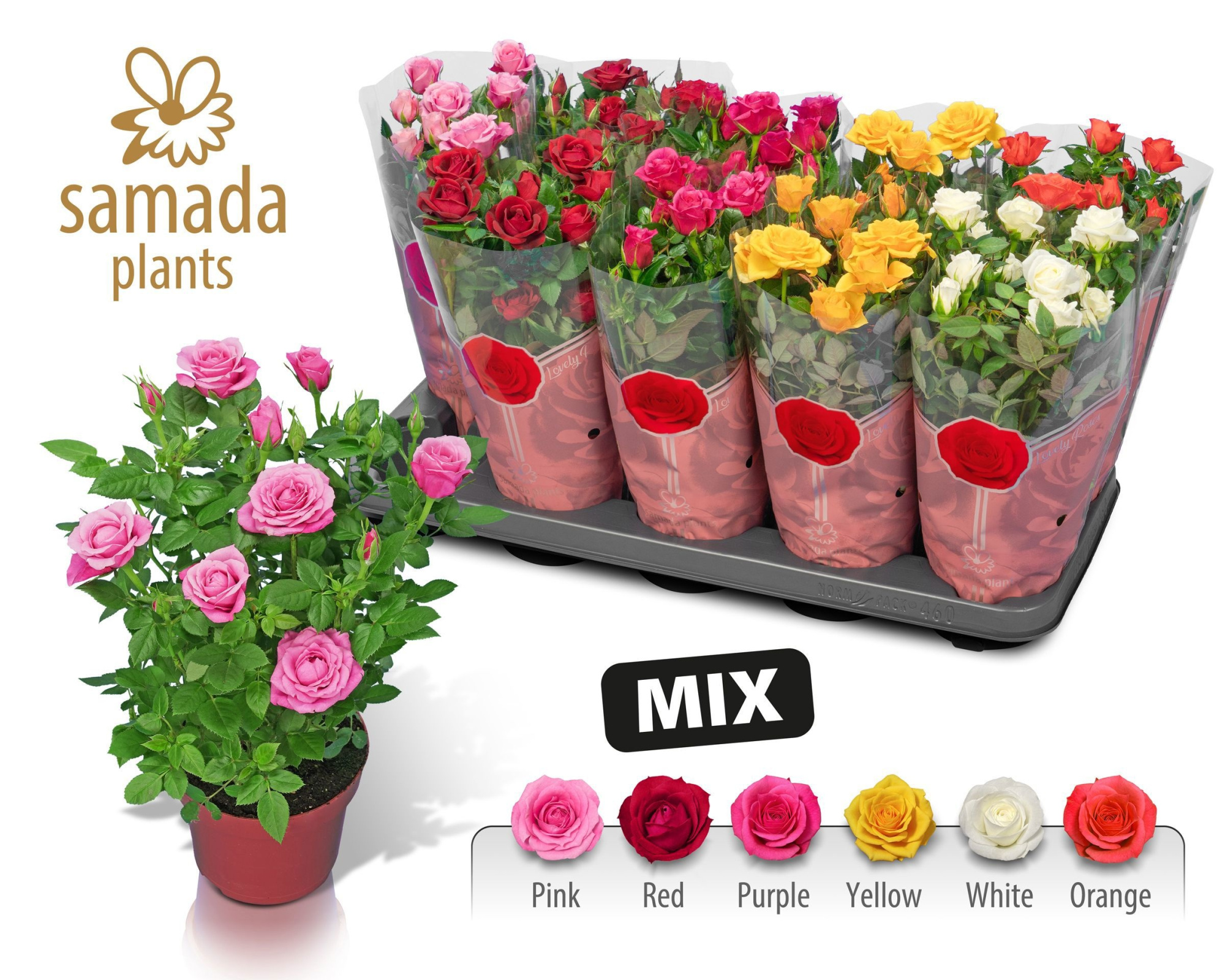 Enjoy Winter Mix, D 12