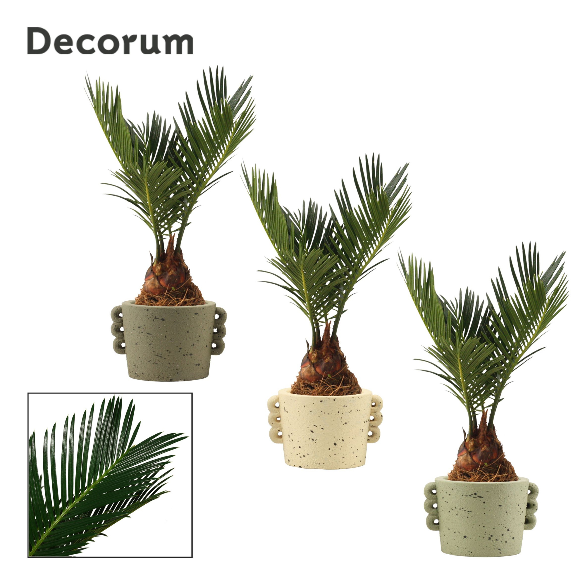 Cycas Revoluta 6 cm Decorum, 3+ veren in Dione (Nature world col, D 6