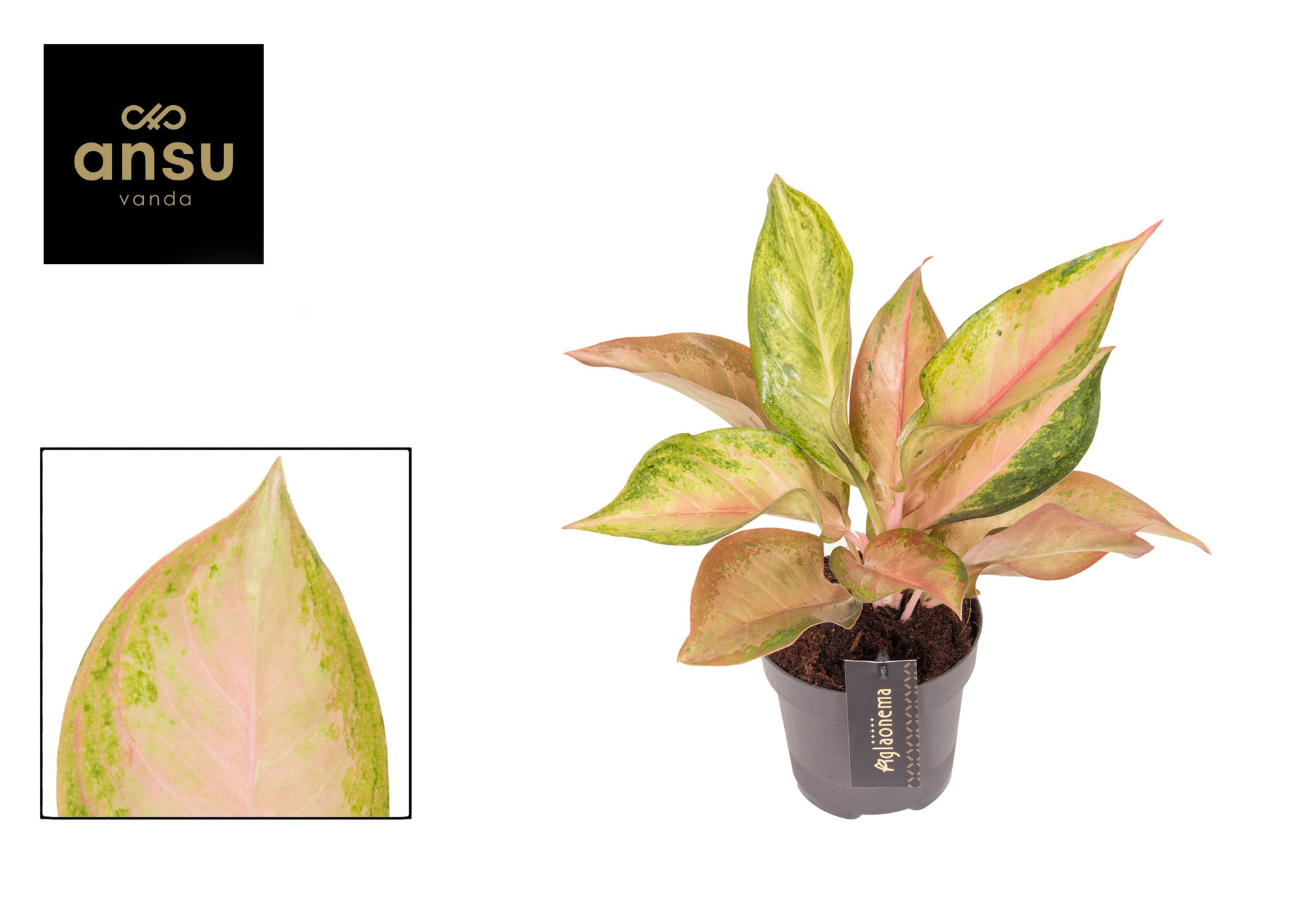 Aglaonema Guave Pink, D 12