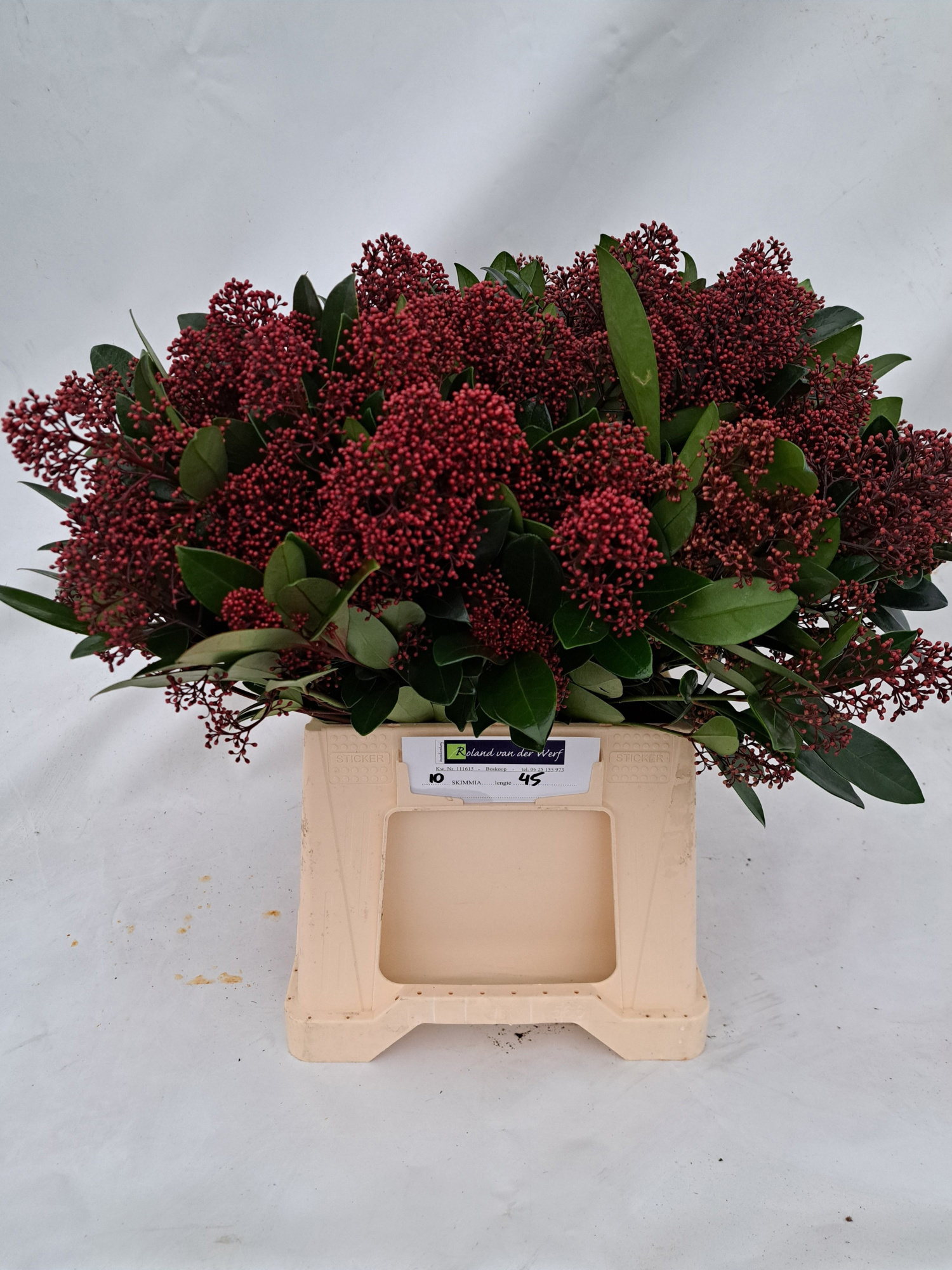 Скимия Рубелла за пучок 45 (красн.), пуч.