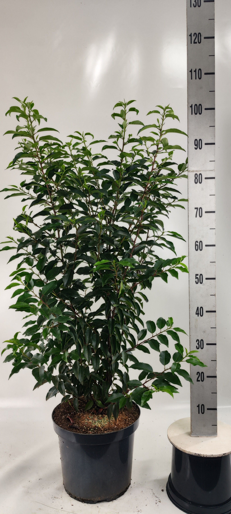 Prunus lus. 'Angustifolia' 100-, D 26 cm