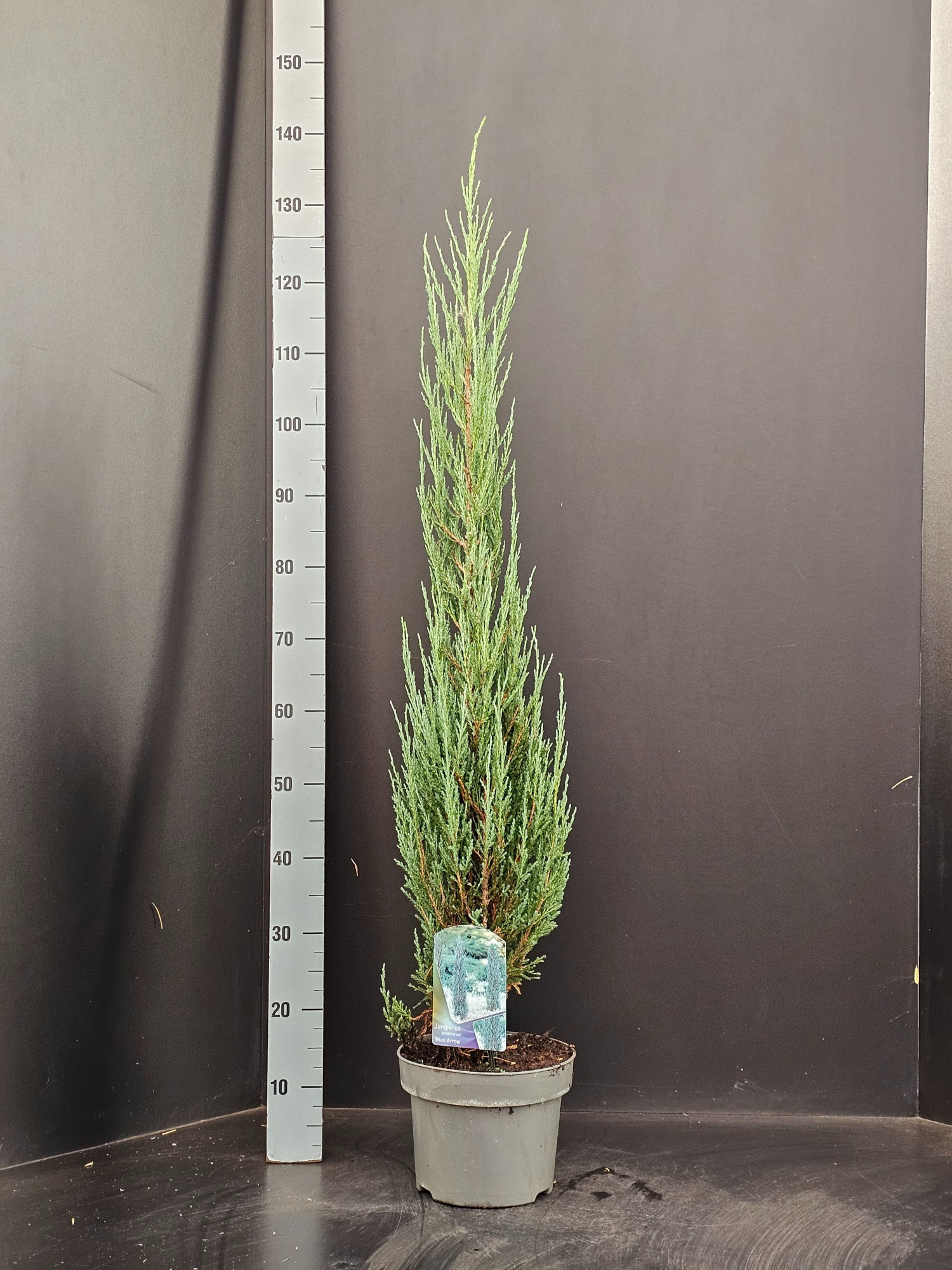Juniperus scopulorum Blue Arrow, D 23