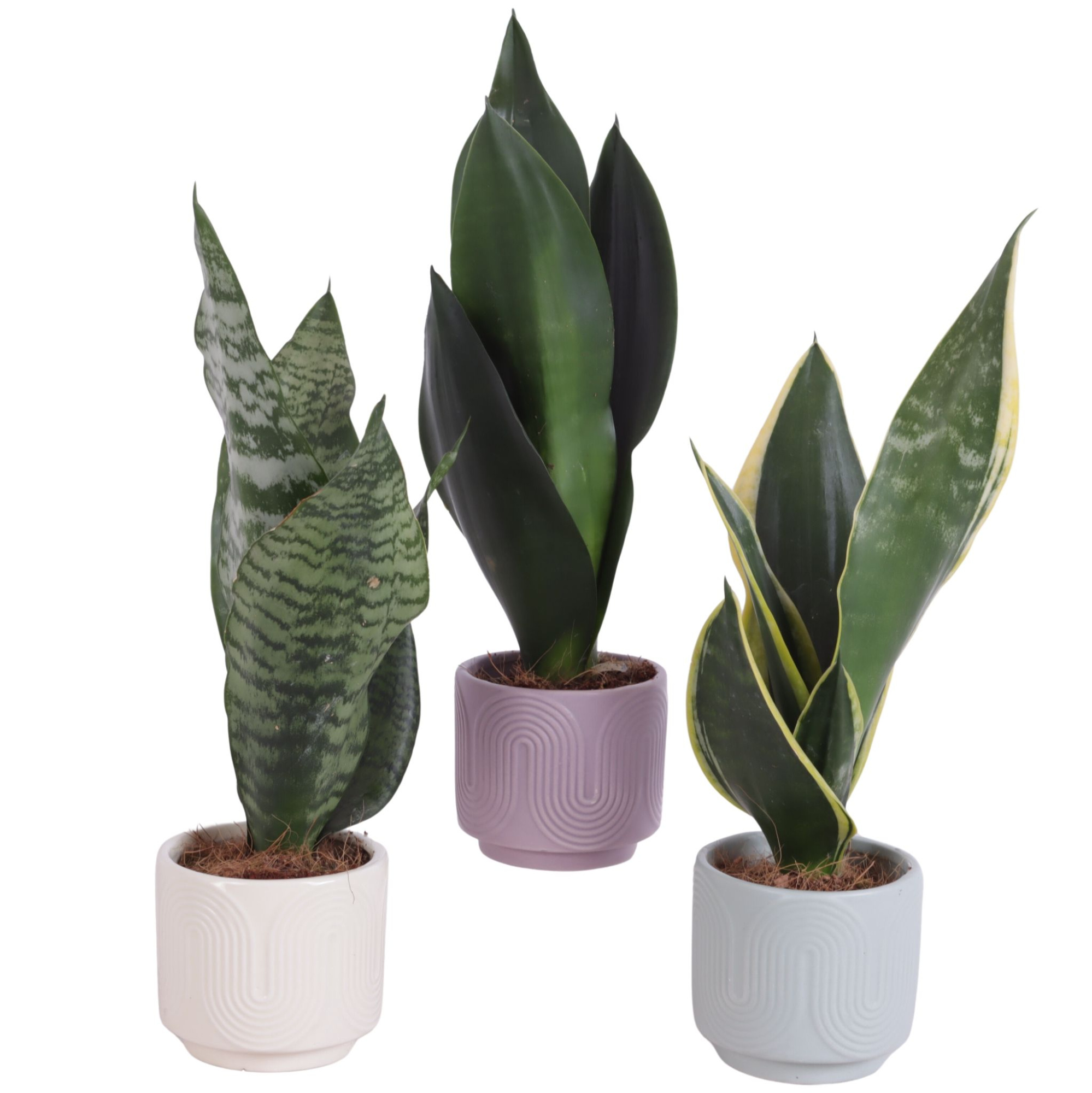 Sansevieria mix Ø09cm in Ø10cm Ceramic SE571, D 12