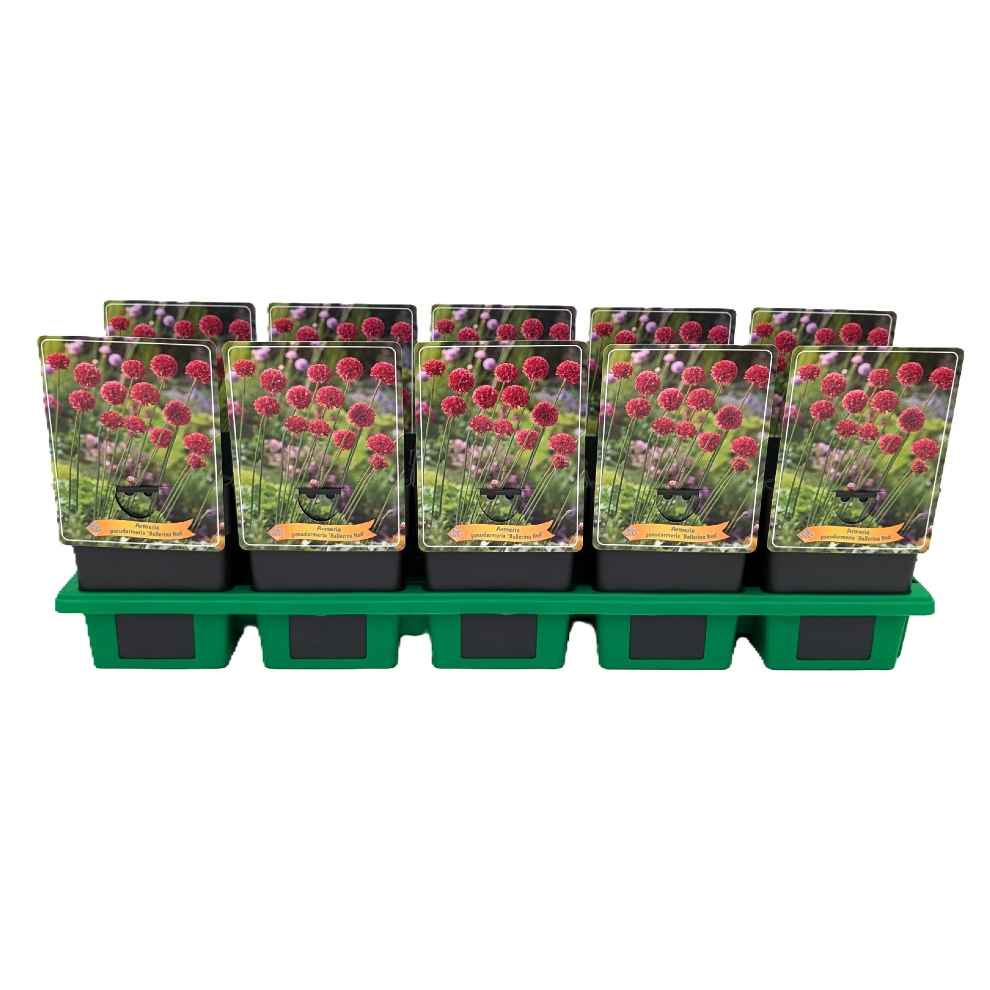 Armeria pseudarmeria 'Ballerina Red' P11, D 11 cm