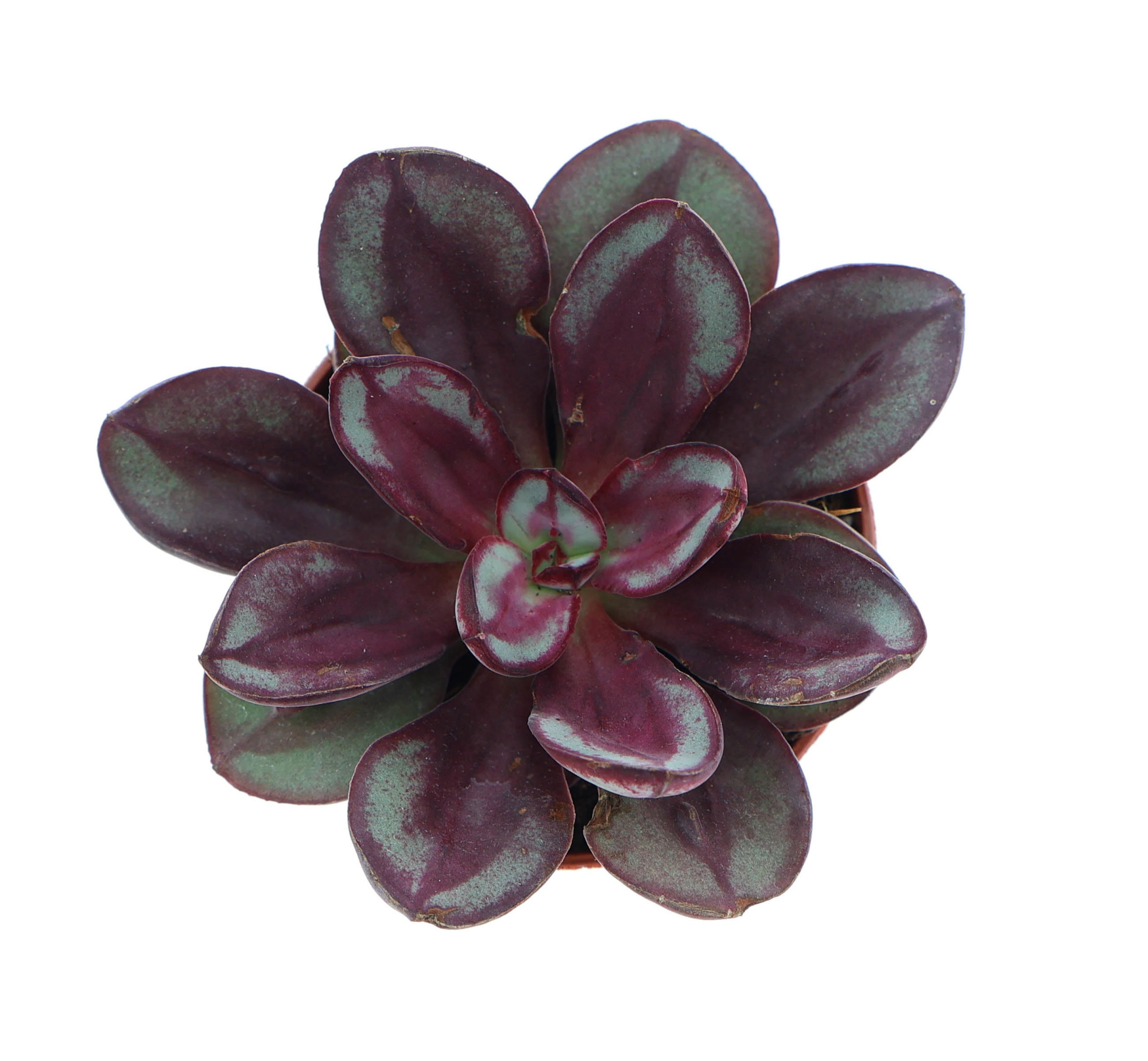 Echeveria nodulosa, D 5,5 cm