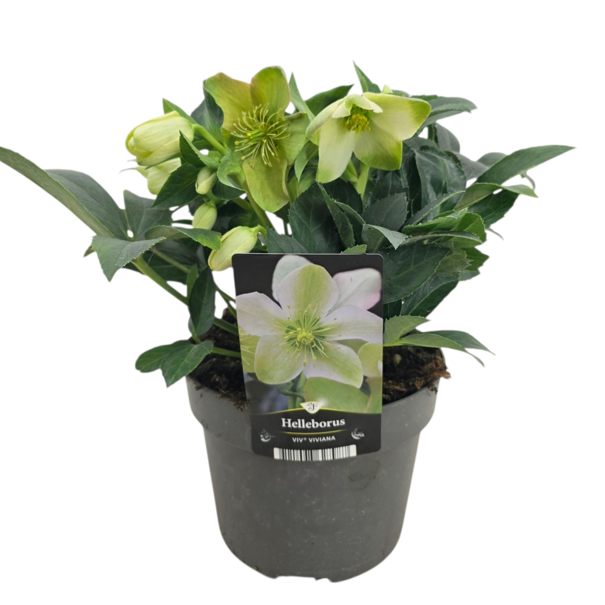 Helleborus Viv Viviana, D 17 cm