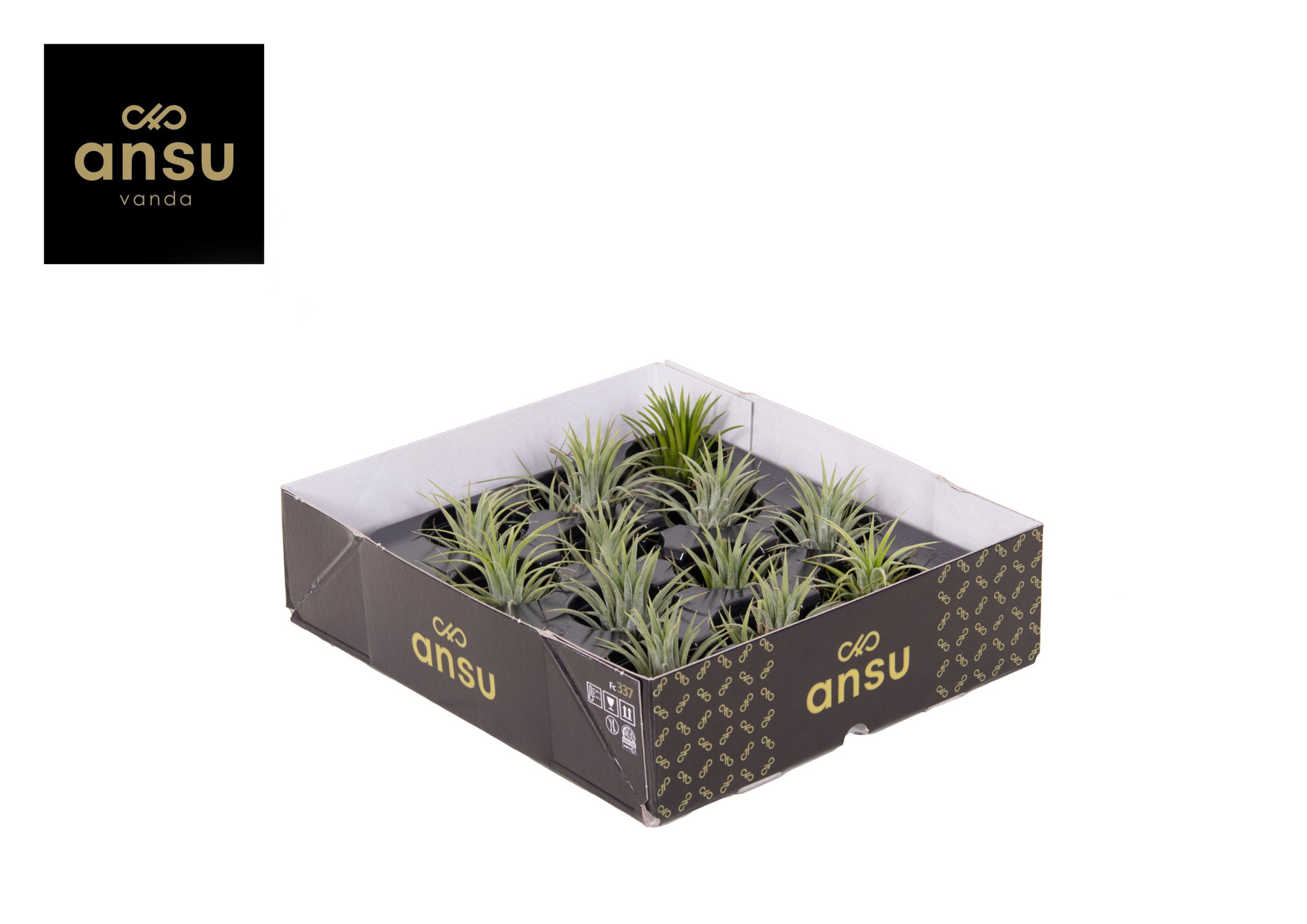 Tillandsia Ionantha Green L, D 5 cm