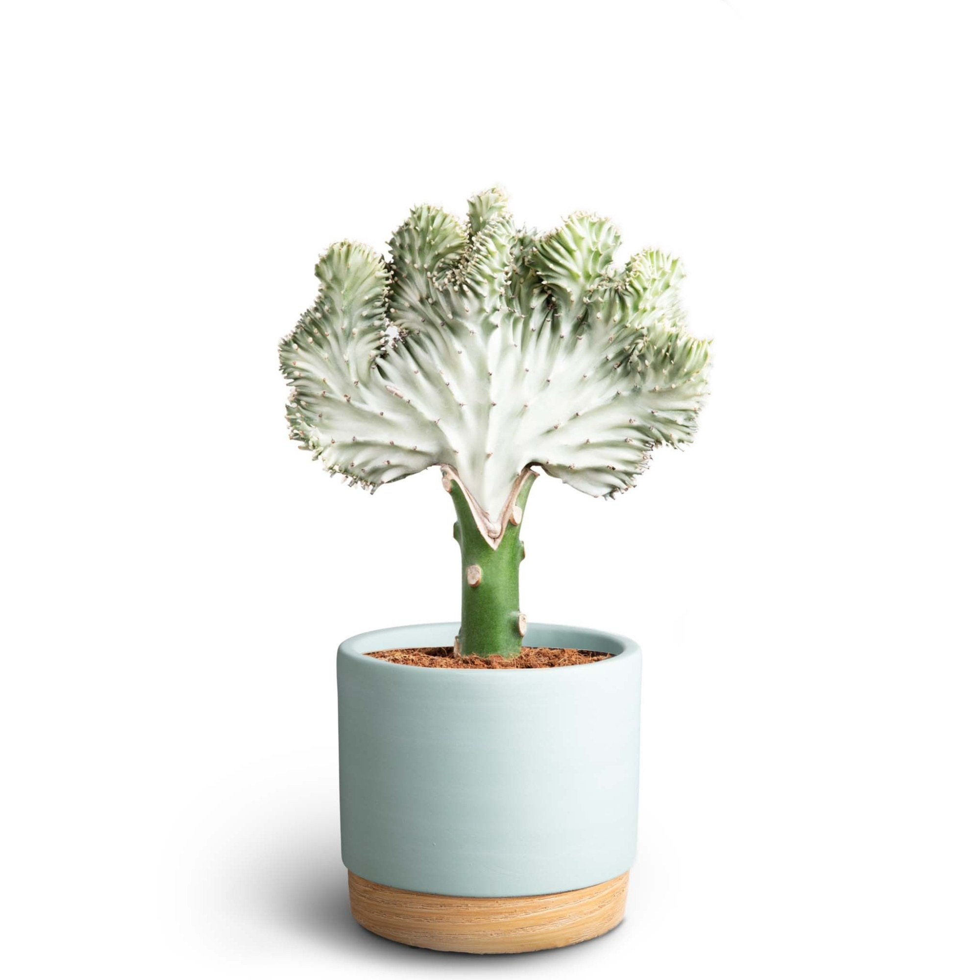 Woodbase Sky Blue, Euphorbia lactea, D 12 cm