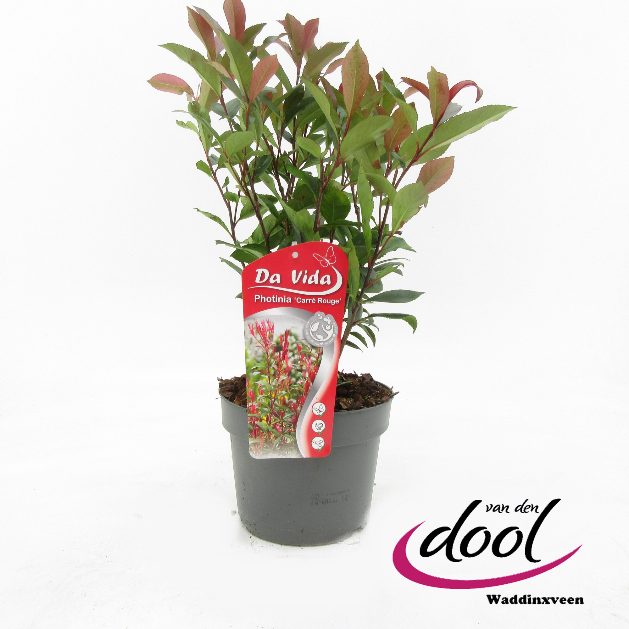 Photinia fr. Carré Rouge, D 19 cm