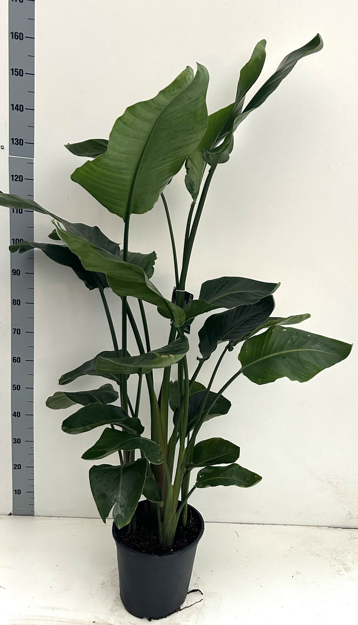 Strelitzia Nicolai 5 planten per pot, D 27