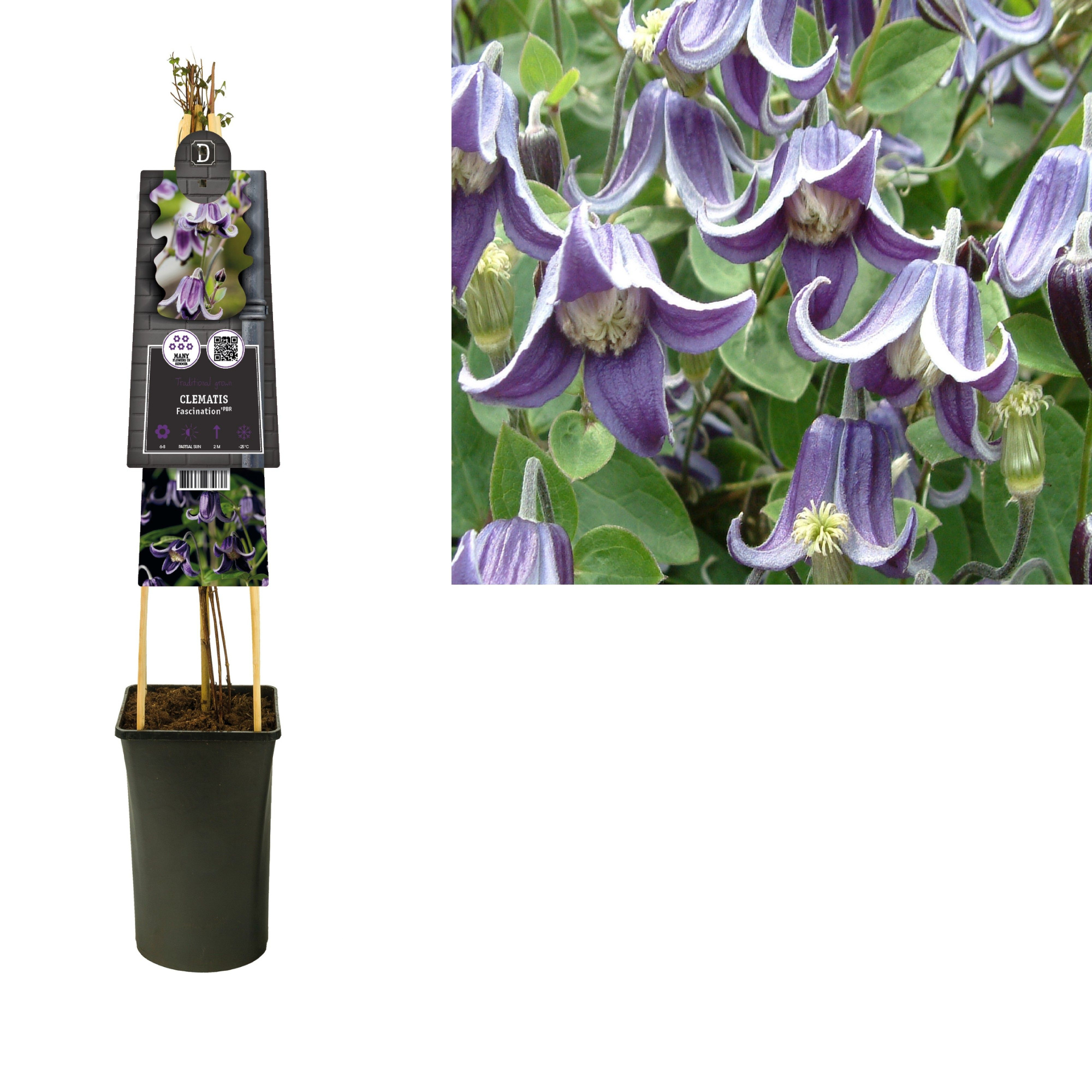 Clematis 'Fascination' PBR +3.0 label, D 17 cm