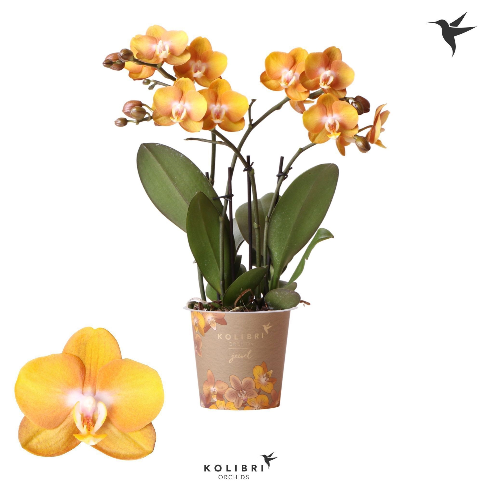 Kolibri Orchids Phalaenopsis Jewel Las vegas 4spike, D 12 cm