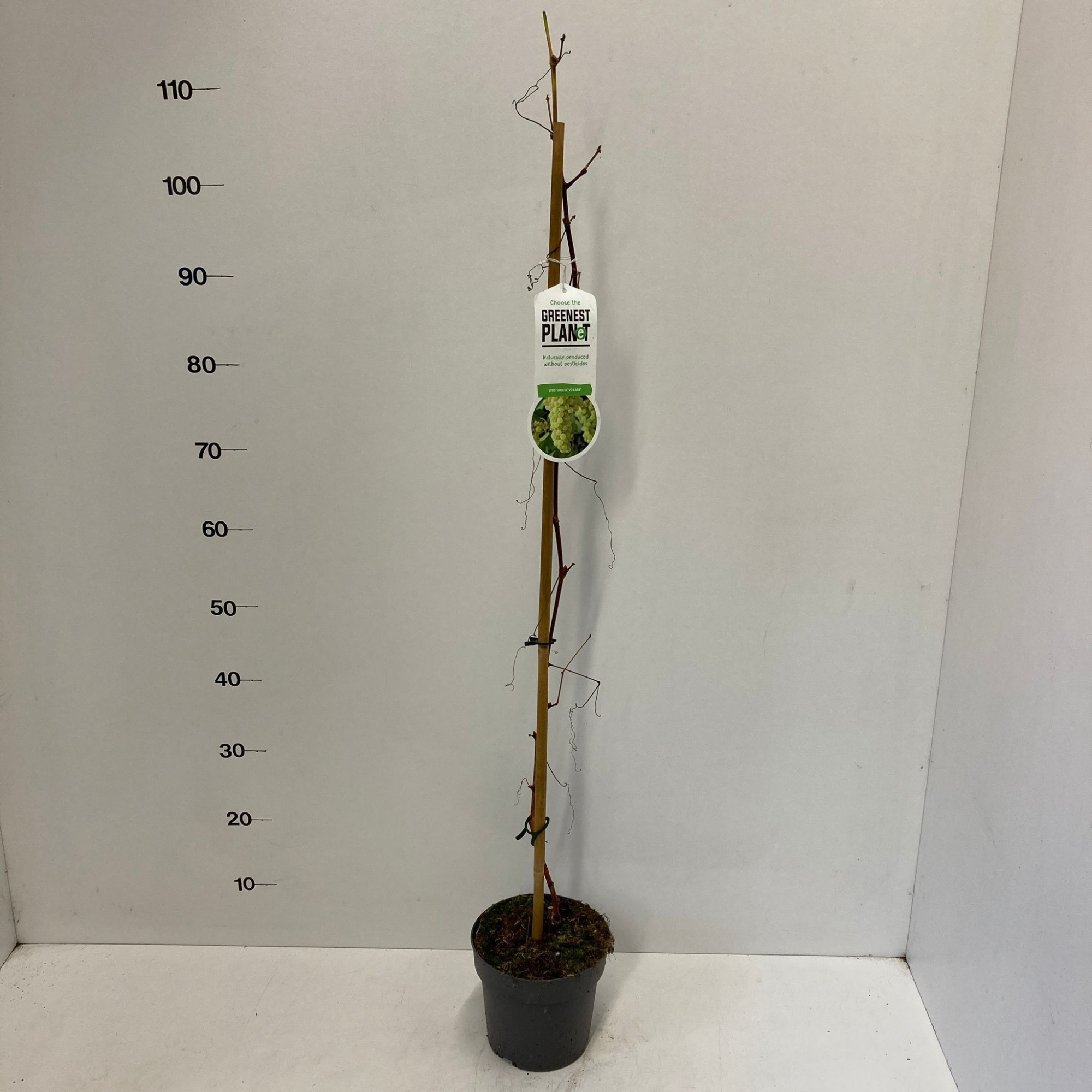 Vitis vin. 'Vroege van der Laan' - gestokt, D 17