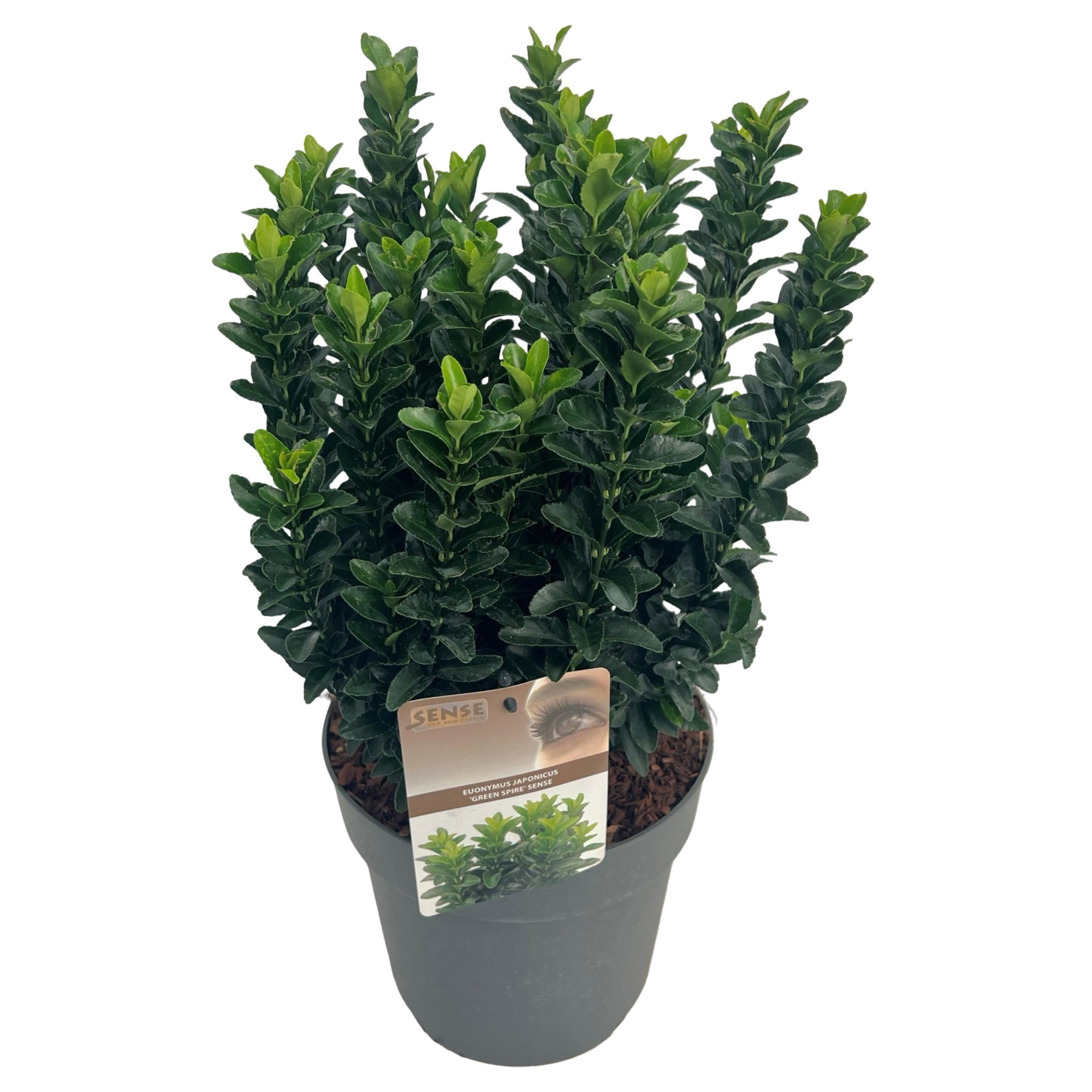 Euonymus jap. 'Green Spire' (Jean Hugues) sense, D 23