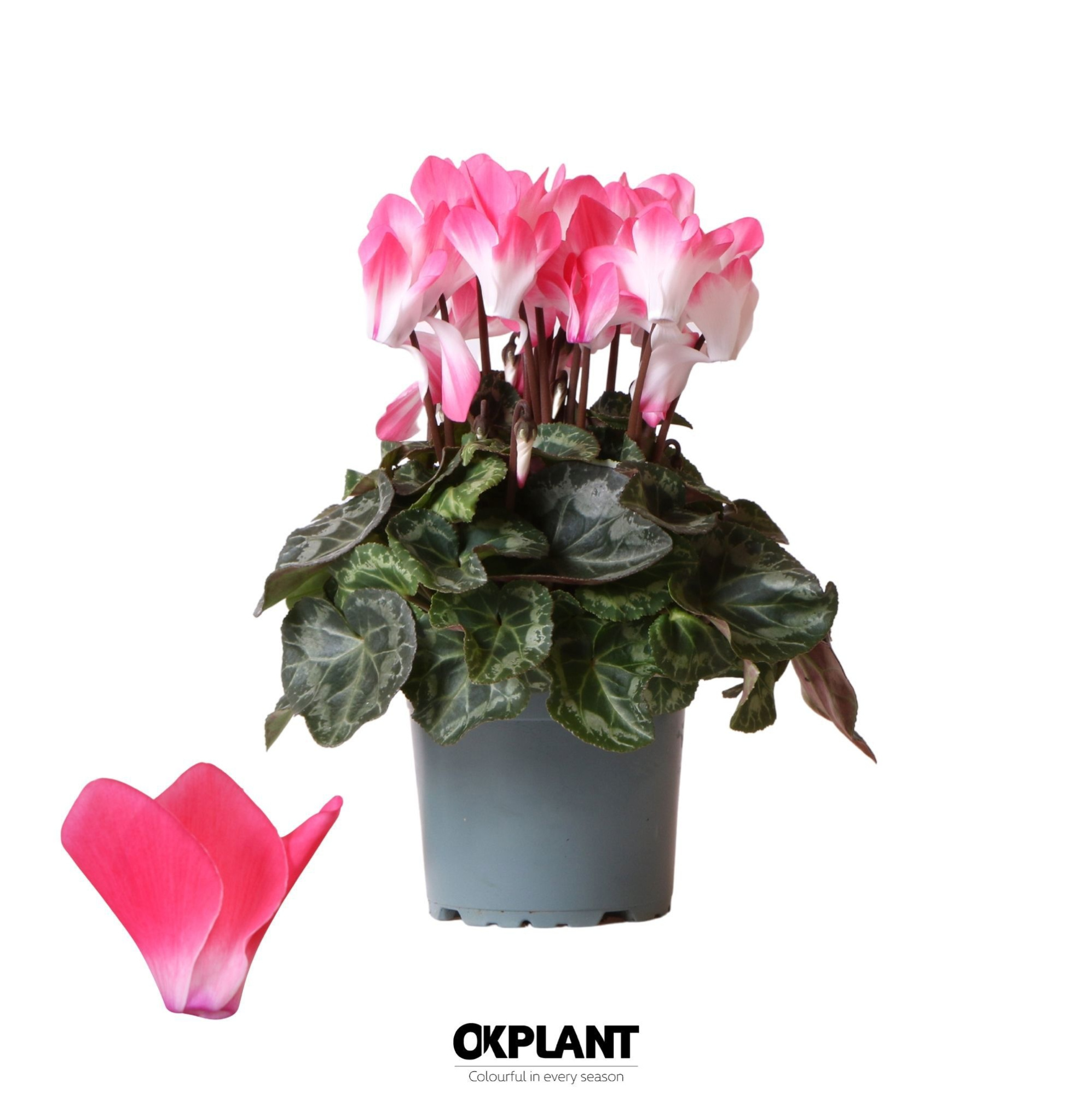 Cyclamen Indiaka salmon, D 12 cm