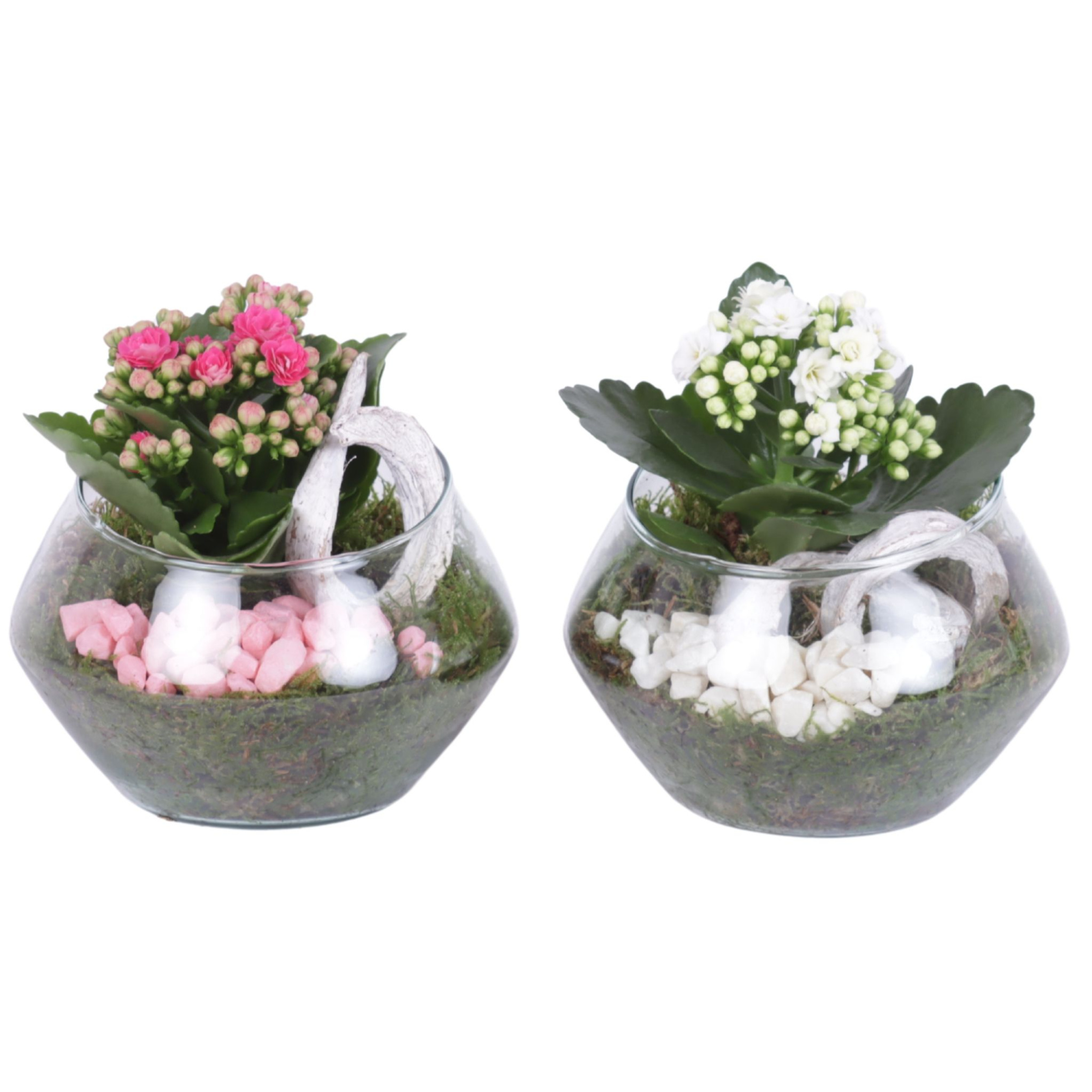 Yearround Arr. Indoor Glass Oblique UFO Vase Ø15cm 1PP, D 15 cm