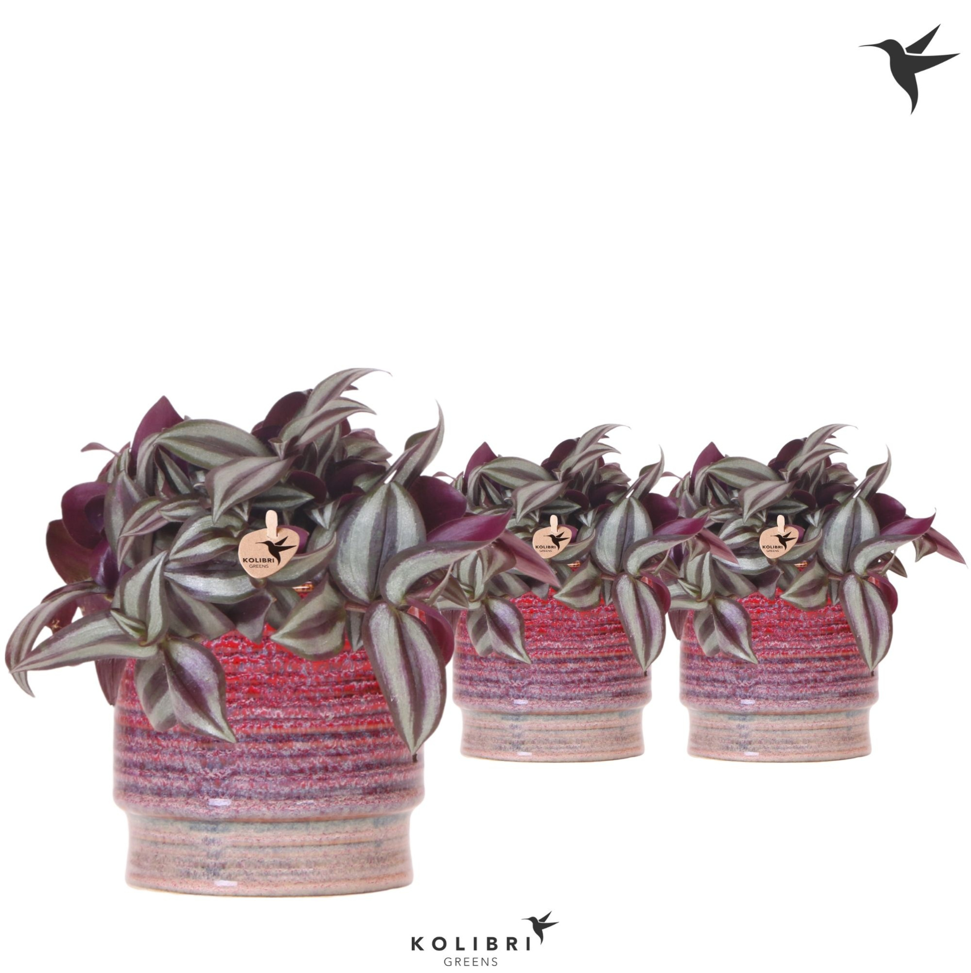 Kolibri Greens Tradescantia Zebrina in Aura pot, D 9 cm