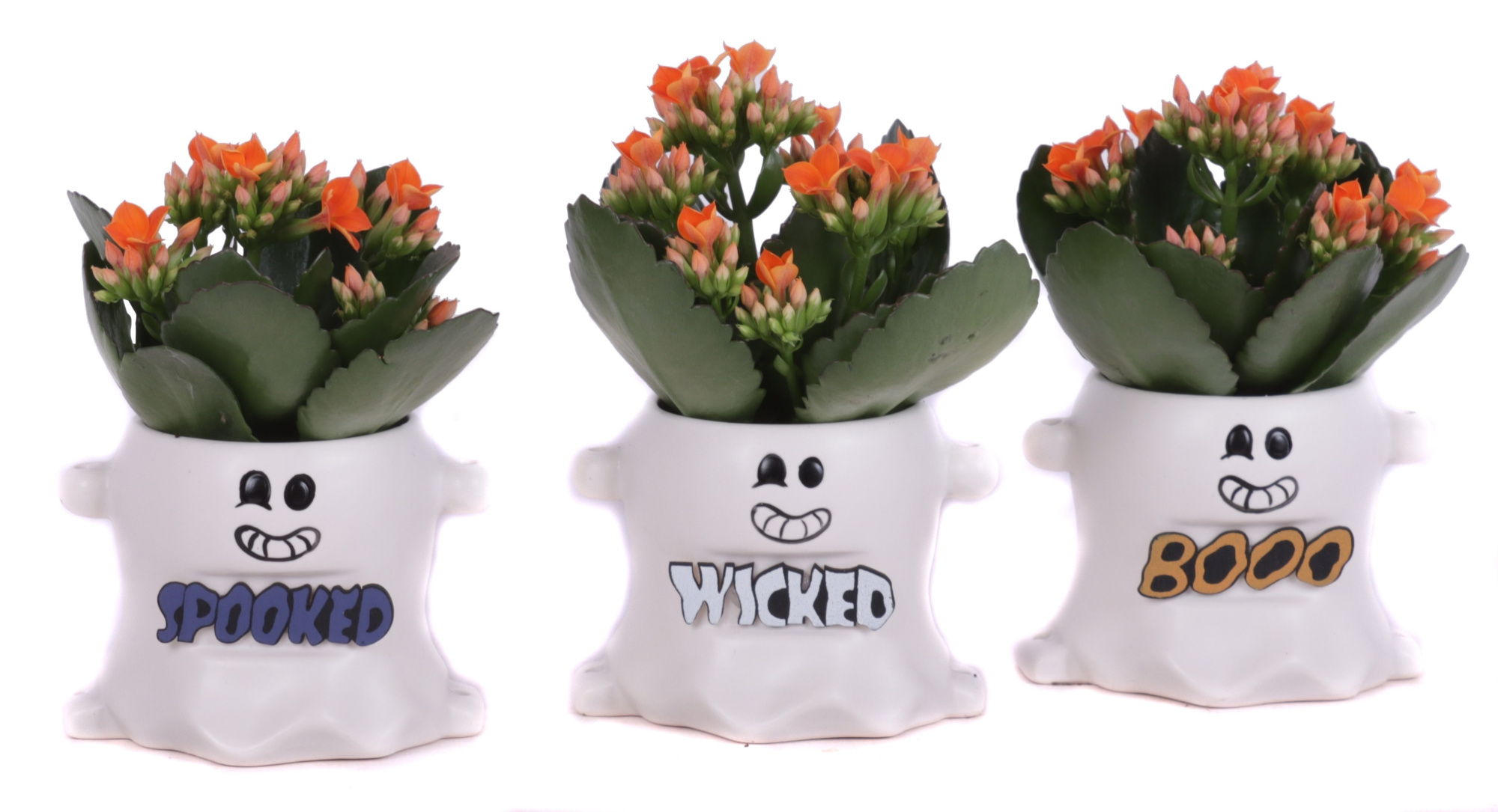 Kalanchoe 6 cm in spooky boo planter, D 9 cm