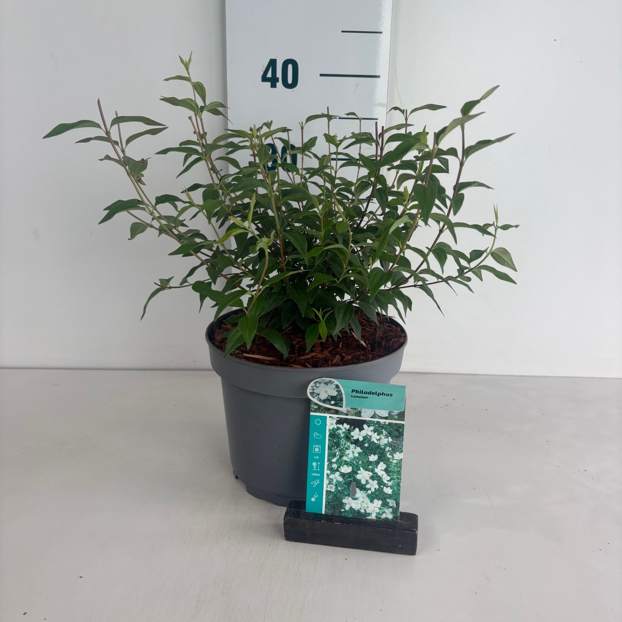 Philadelphus Lemoinei, D 20 cm