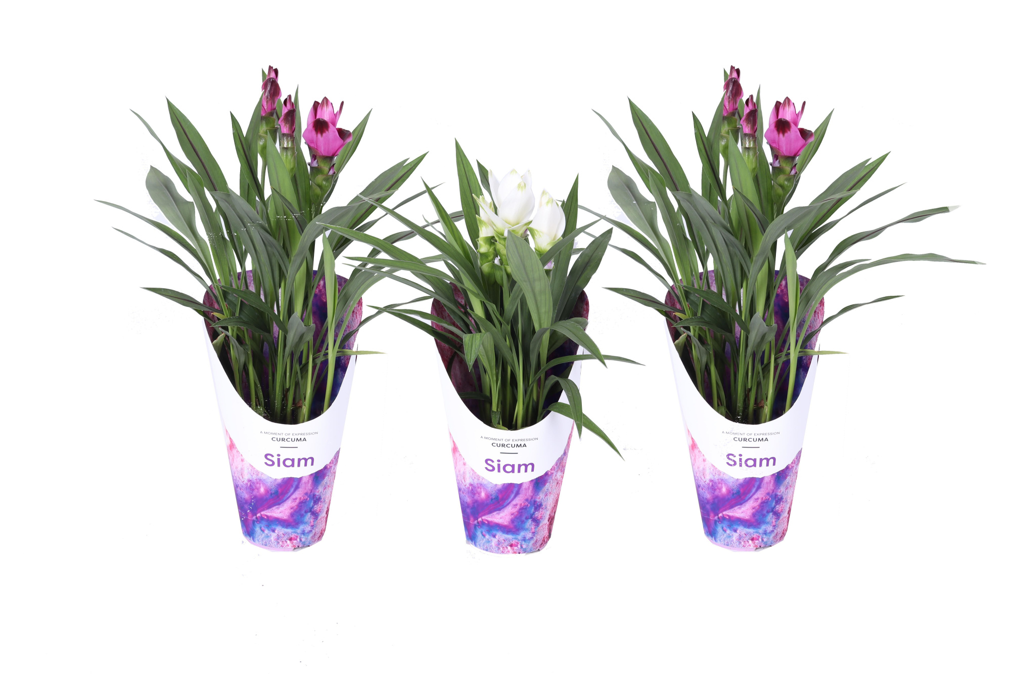 KP-860.1 MX - Curcuma mix 14cm Gifts nieuw, D 14