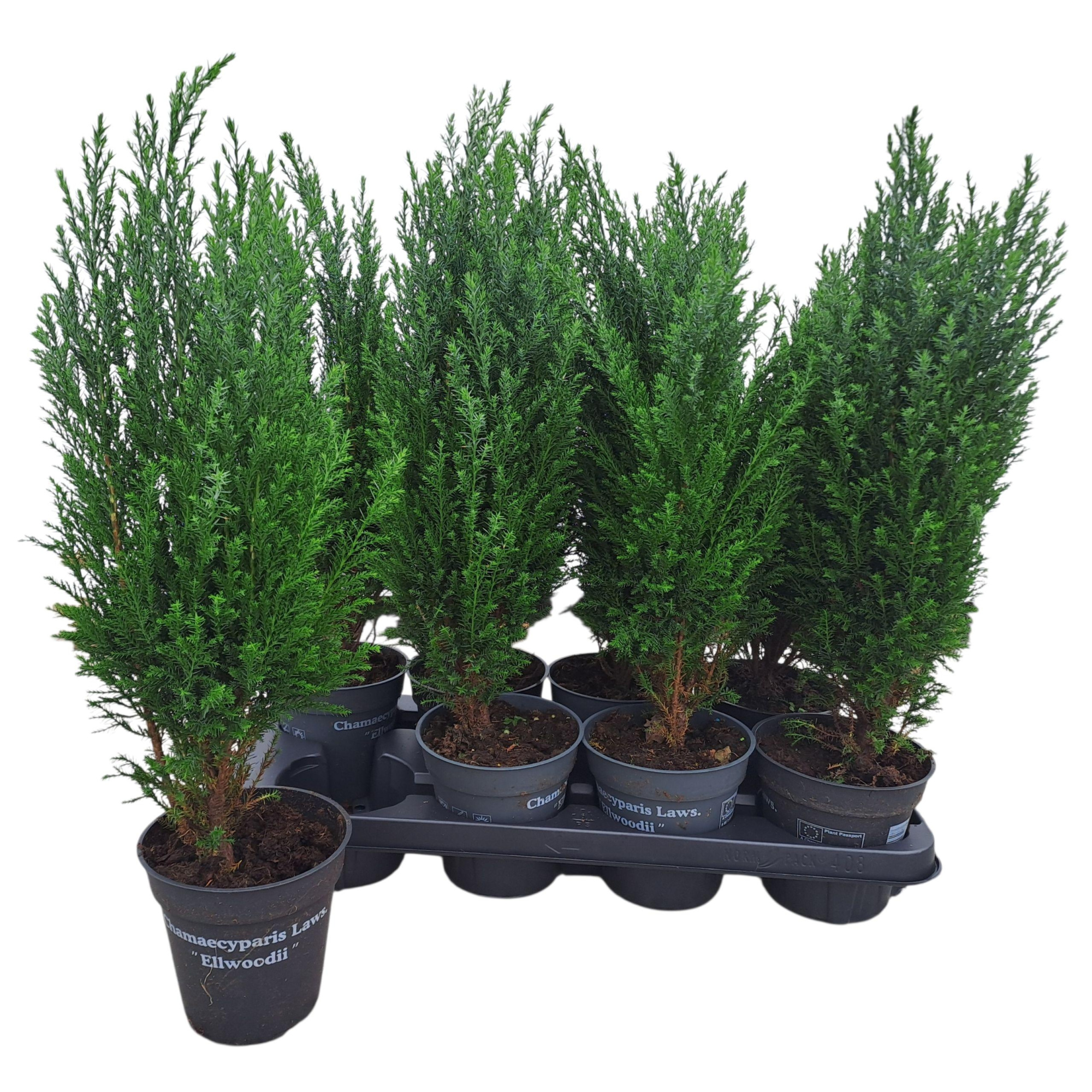 Chamaecyparis lawsoniana 'Ellwoodii', D 13 cm