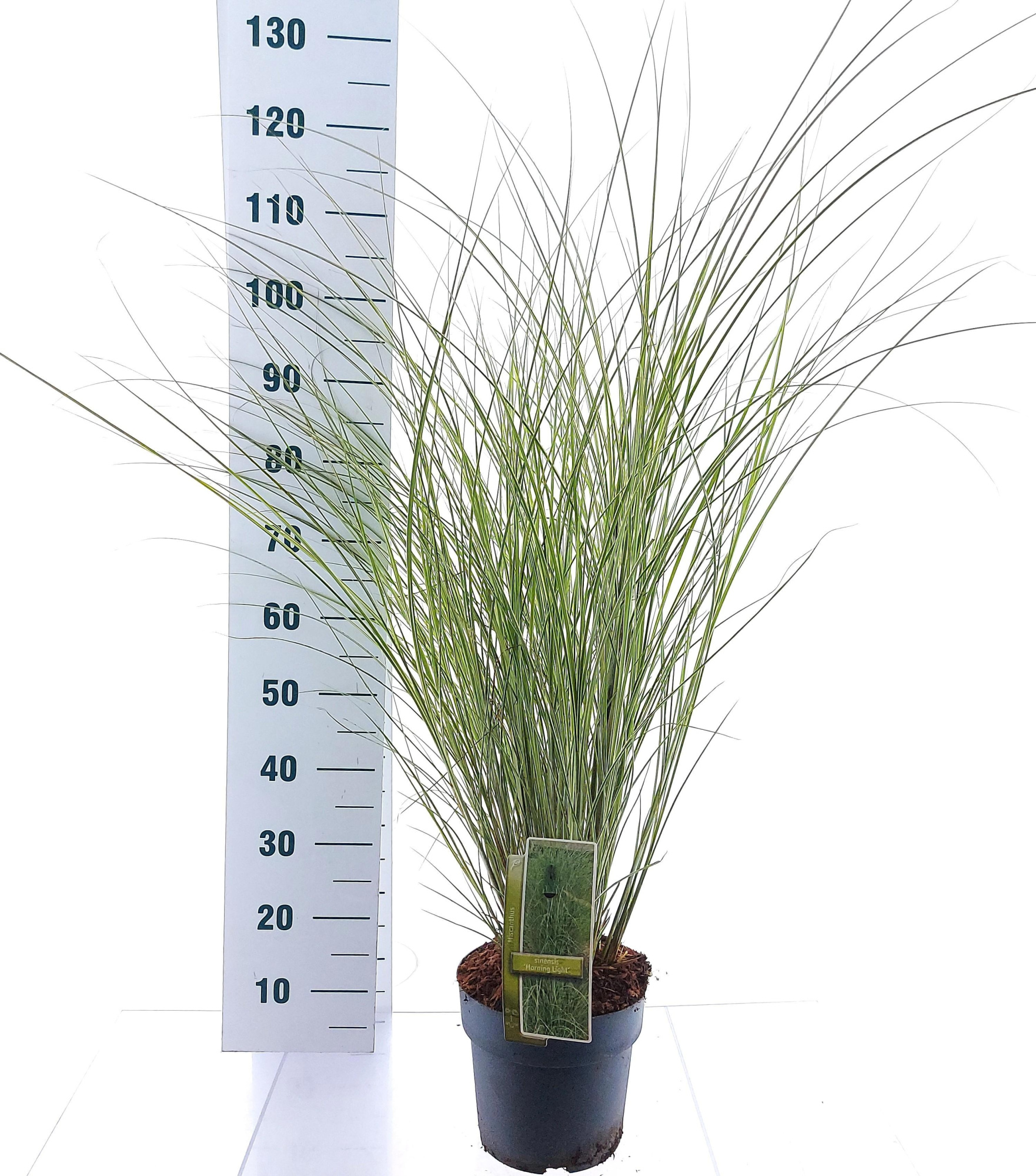 Miscanthus sin. 'Morning Light', D 23 cm