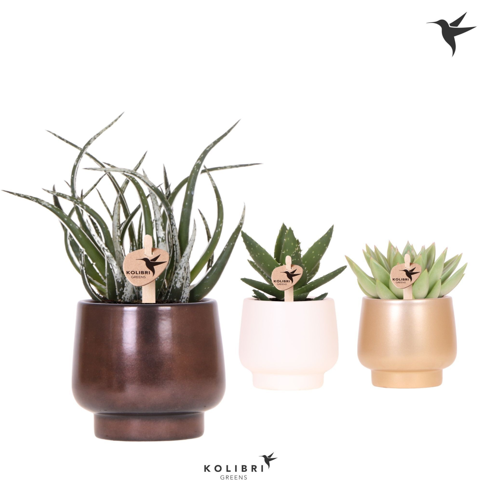 Kolibri Greens Succulenten mix in Scandic pot gold mix, D 9 cm