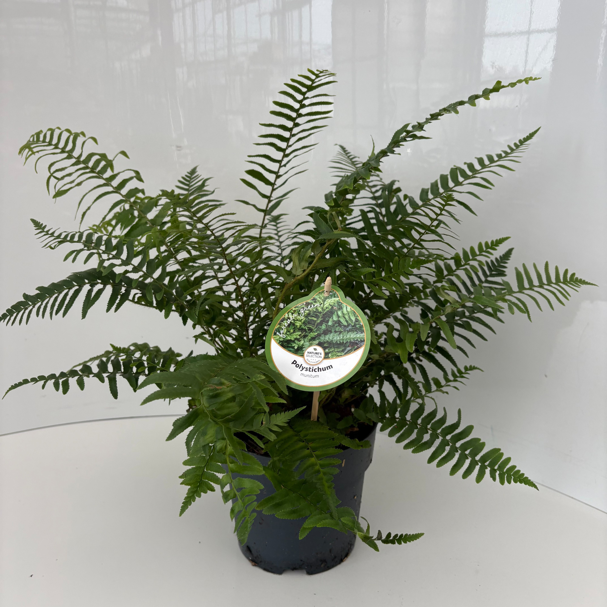 Polystichum munitum, D 17 cm