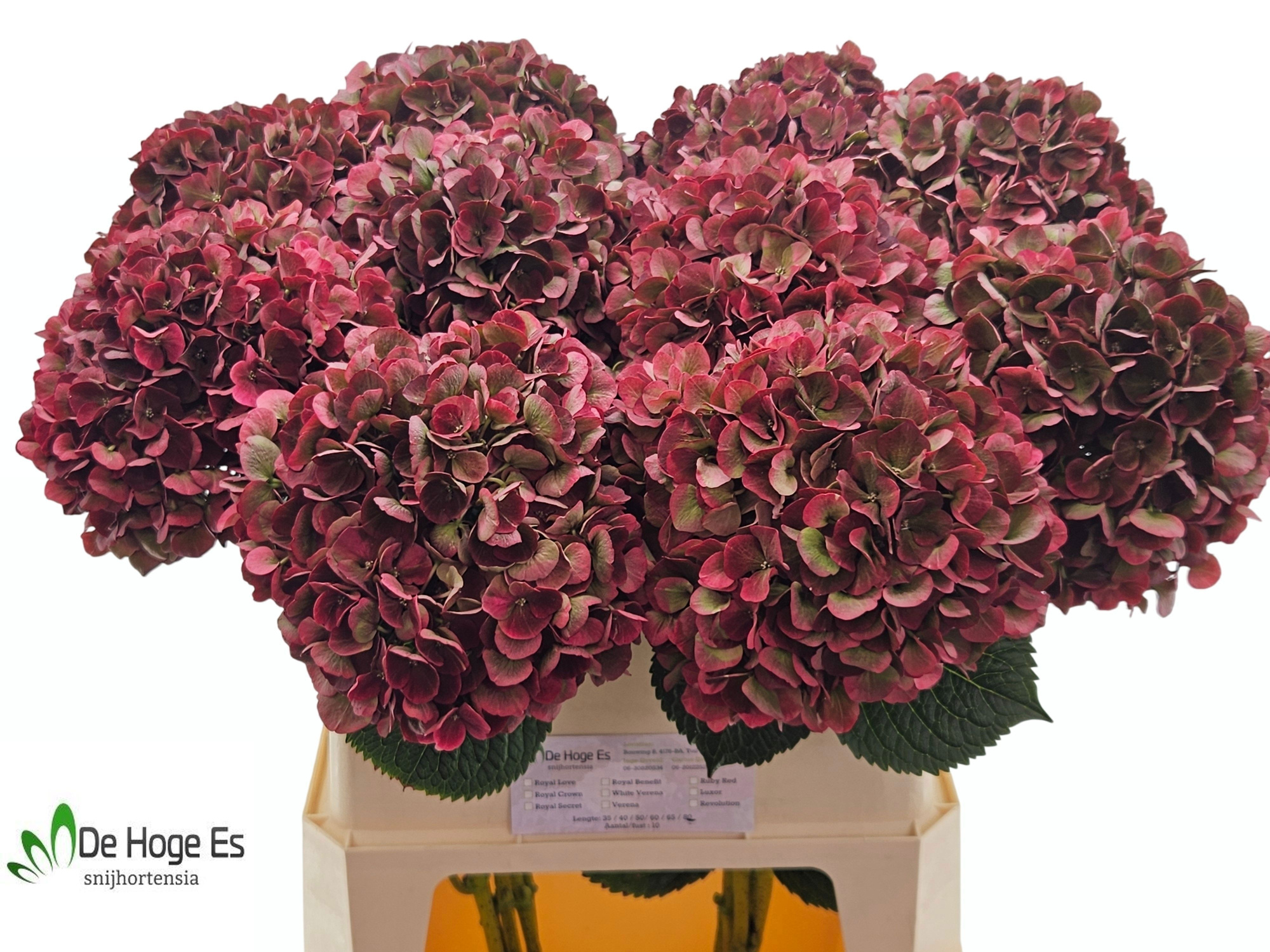 Гортензия Мэджикал Пинк Руби Классик 80, шт.