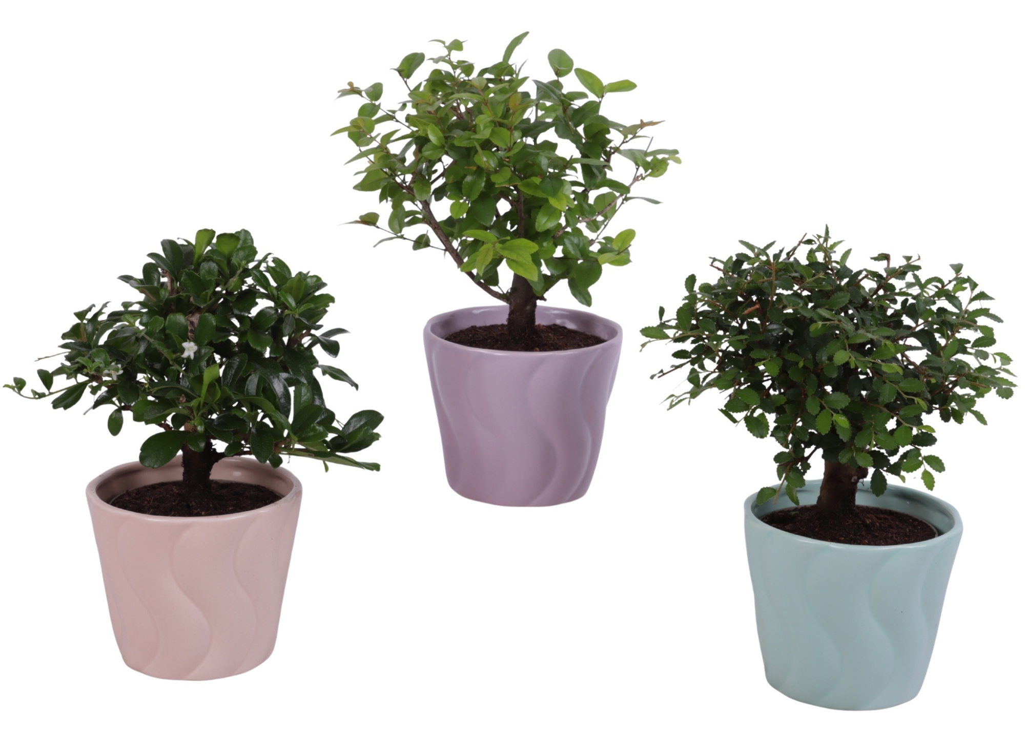 Bonsai Indoor Mix Ø 9cm Ball Shape in Ø11cm Ceramic SE662, D 11