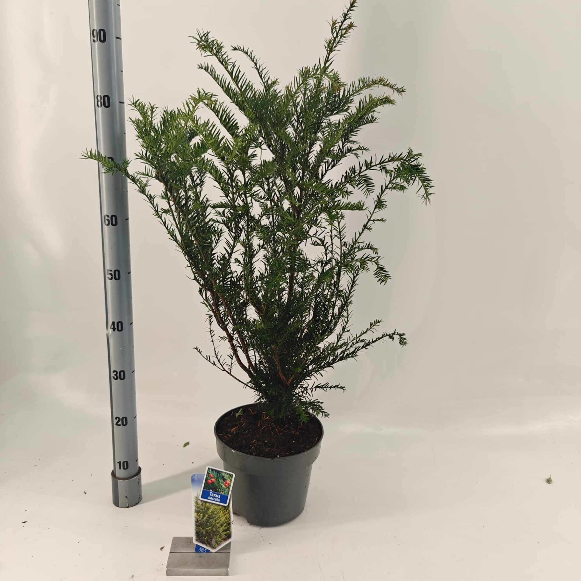 Taxus baccata, D 23