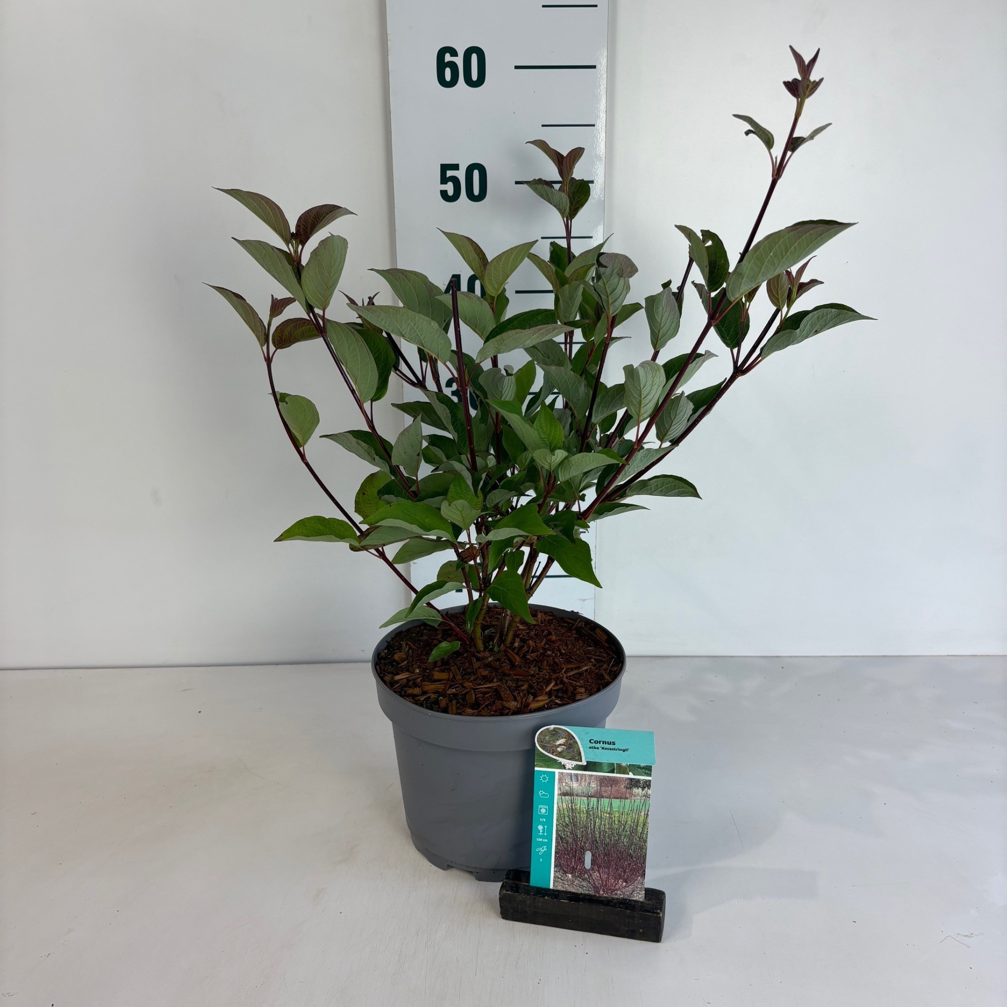 Cornus alba Kesselringii, D 20 cm