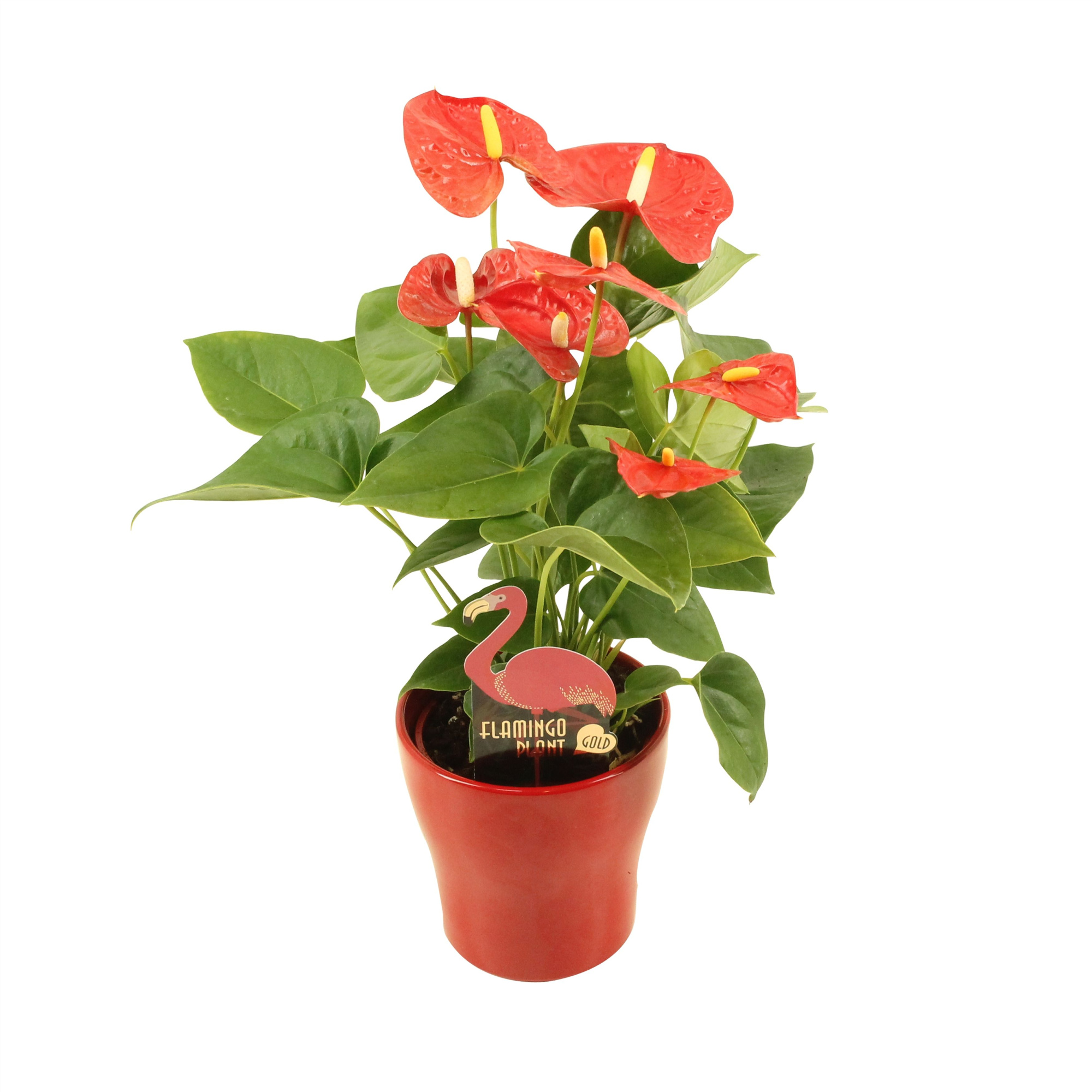 Anthurium XL.9 Jambo Red 12cm keramiek, D 12