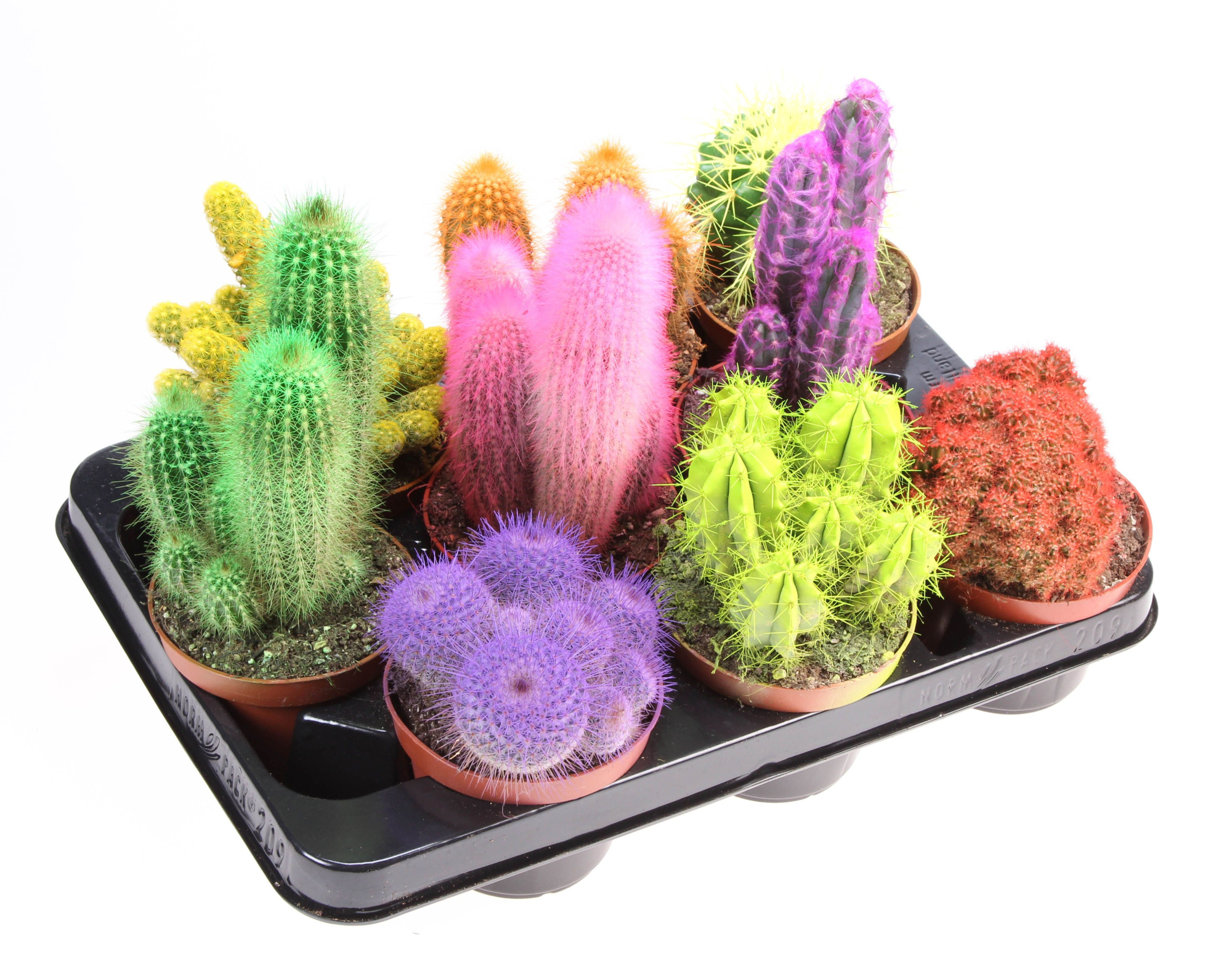 Rainbow cactus mix, D 10,5 cm