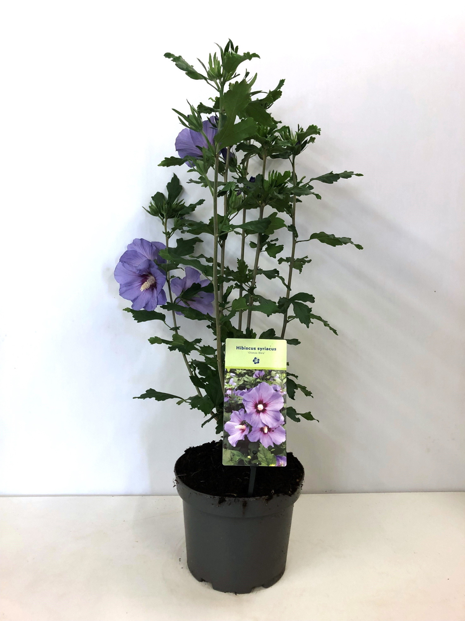 Hibiscus syriacus 'Oiseau Bleu' 19 cm, D 19 cm