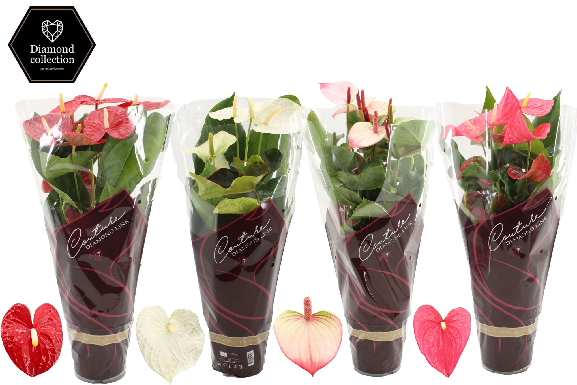 Anthurium 17 cm 4 color mix in Couture Diamond sleeve, D 17